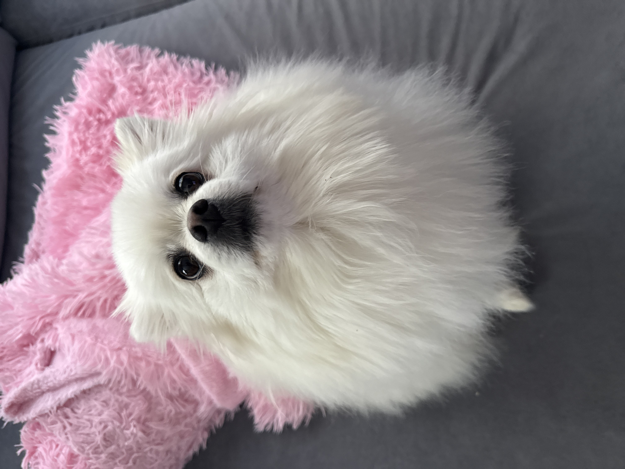 The image displays a small, fluffy white dog, likely a Pomeranian or Japanese Spitz, looking directly at the camera with an alert and curious expression. The dog's head is slightly tilted, and its dark, round eyes and black nose are prominent against its voluminous white fur.
The dog is positioned on a vibrant, shaggy pink blanket that occupies the lower left portion of the frame. The blanket's soft, textured fabric provides a stark and playful contrast to the dog's pristine white coat. The rest of the background is a smooth, grey upholstered surface, possibly a sofa or bed, suggesting an indoor, comfortable, and domestic setting.
The lighting in the image is soft and even, emphasizing the dog's thick fur and the blanket's texture. The dog appears relaxed but attentive, contributing to a sweet and engaging mood. No visible text is present in the image. While the location of Лобаново, Russia, is provided, the visual content of the image does not offer specific cues to confirm this geographical context.