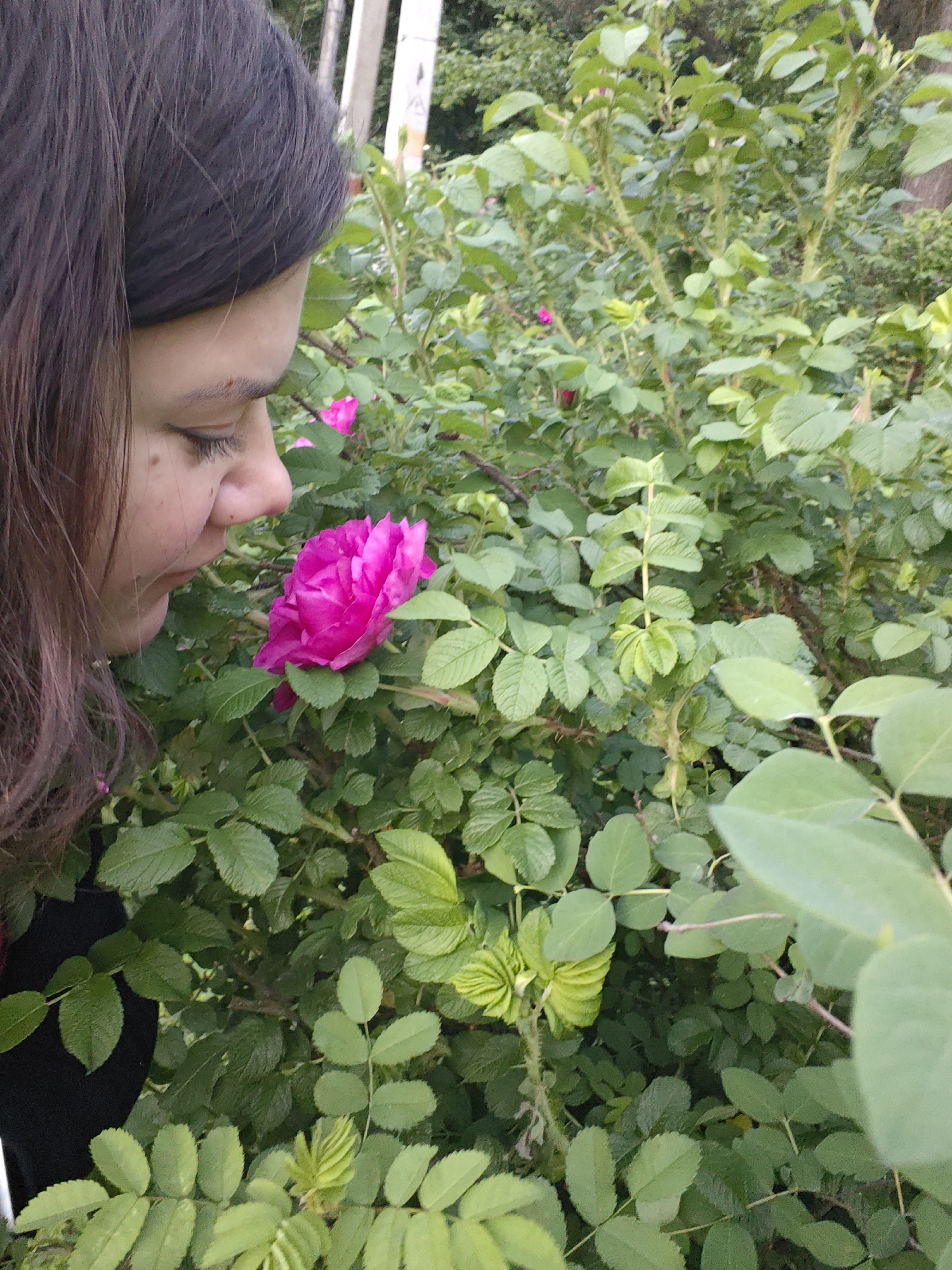 A young woman with dark brown hair is depicted in a close-up, profile view, leaning in to smell a vibrant pink rose. Her face, seen from the right side, shows her eyes gently closed or looking down, conveying a sense of peaceful concentration. She has fair skin with a few small moles or freckles visible on her cheek. The prominent rose, with its rich pink petals, is positioned centrally in front of her, surrounded by a dense array of green leaves and thorny stems, characteristic of a rose bush.
The background consists of a lush, natural environment filled with various shades of green foliage, suggesting a garden or overgrown natural area. Other smaller pink blossoms or buds are subtly visible amidst the greenery further back. In the upper right background, indistinct vertical elements, possibly wooden posts or parts of a fence, are faintly visible. The lighting is soft and natural, indicating daytime conditions without direct harsh sunlight. The image captures a serene moment of connection with nature, focusing on the sensory experience of the rose. No text is visible in the image.