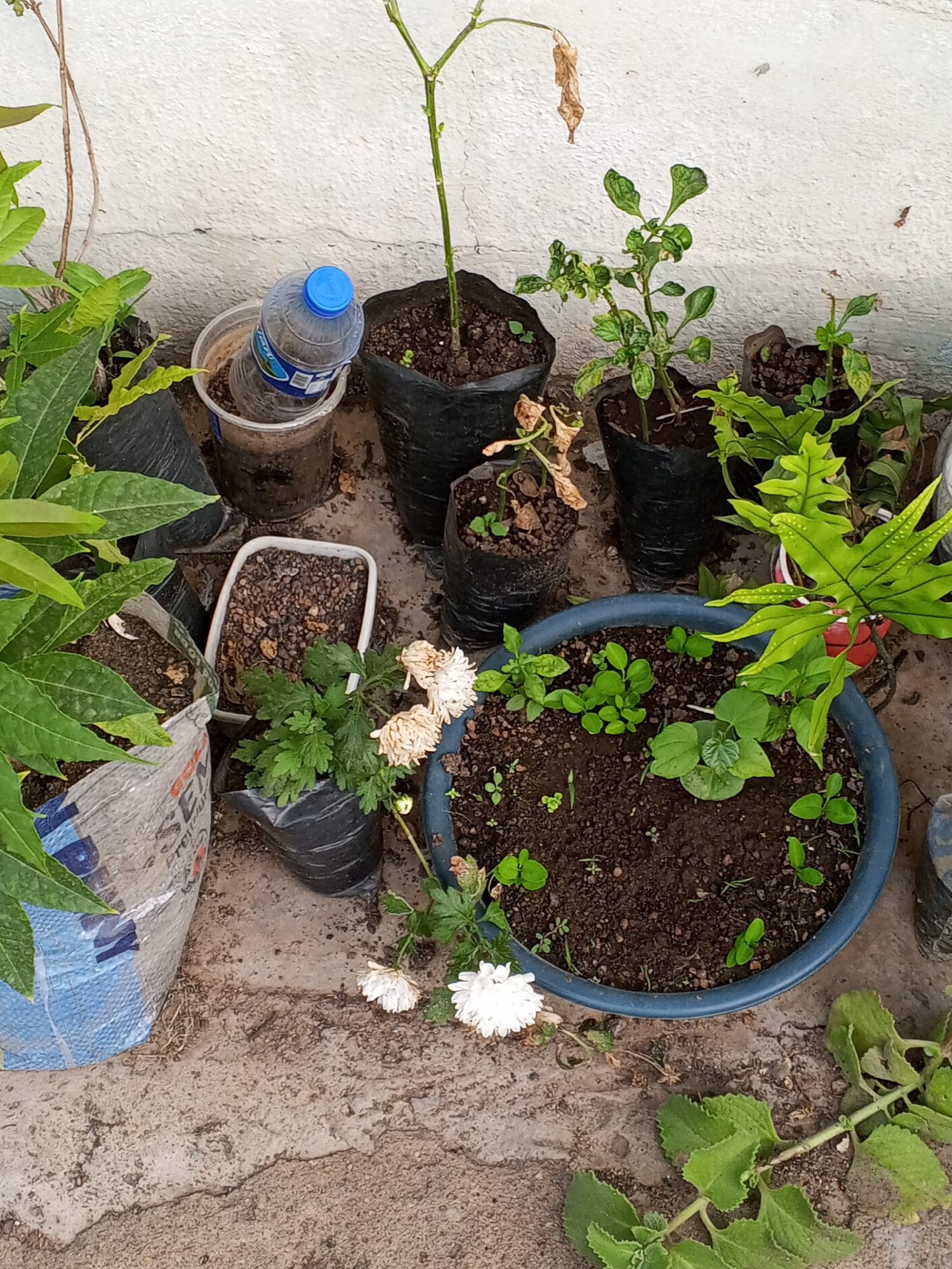 The image displays an informal container garden situated on a concrete ground against a white wall. The scene is dominated by a variety of plants cultivated in repurposed and standard containers.
A diverse collection of plants is visible, ranging from small seedlings to more established leafy greens. In the center, a large blue plastic pot holds numerous young, green plants. Adjacent to it, a vibrant green fern-like plant with prominent veins thrives. Several other small plants are grown in black plastic polybags. Some plants exhibit signs of stress or dryness; for instance, a tall plant with a single dried leaf hangs from above, and a cluster of white chrysanthemum flowers, some appearing wilted, are present near the blue pot. On the left, a larger, healthy-looking leafy plant grows from a large, repurposed woven sack, possibly a cement or feed bag, with partially visible text including "SE", "BEM", and "PRE".
The containers are varied, showcasing resourcefulness. Alongside the blue pot and black polybags, a clear plastic water bottle with a blue cap and "AQUA" clearly visible on its label is placed inside a clear plastic cup, possibly for watering or a self-watering system. A white rectangular plastic container filled with soil is also present. The ground is a rough, light brown concrete surface with visible cracks, while the background consists of a white-painted wall showing some minor wear.
The setting suggests a dedicated small-scale gardening effort, likely in a backyard, patio, or balcony. No people are visible, and no specific event is taking place, but the arrangement of plants implies ongoing care and cultivation. The lighting suggests it is daytime. The general context, including the resourceful use of containers, aligns with practical gardening practices often found in regions like Jos, Nigeria.