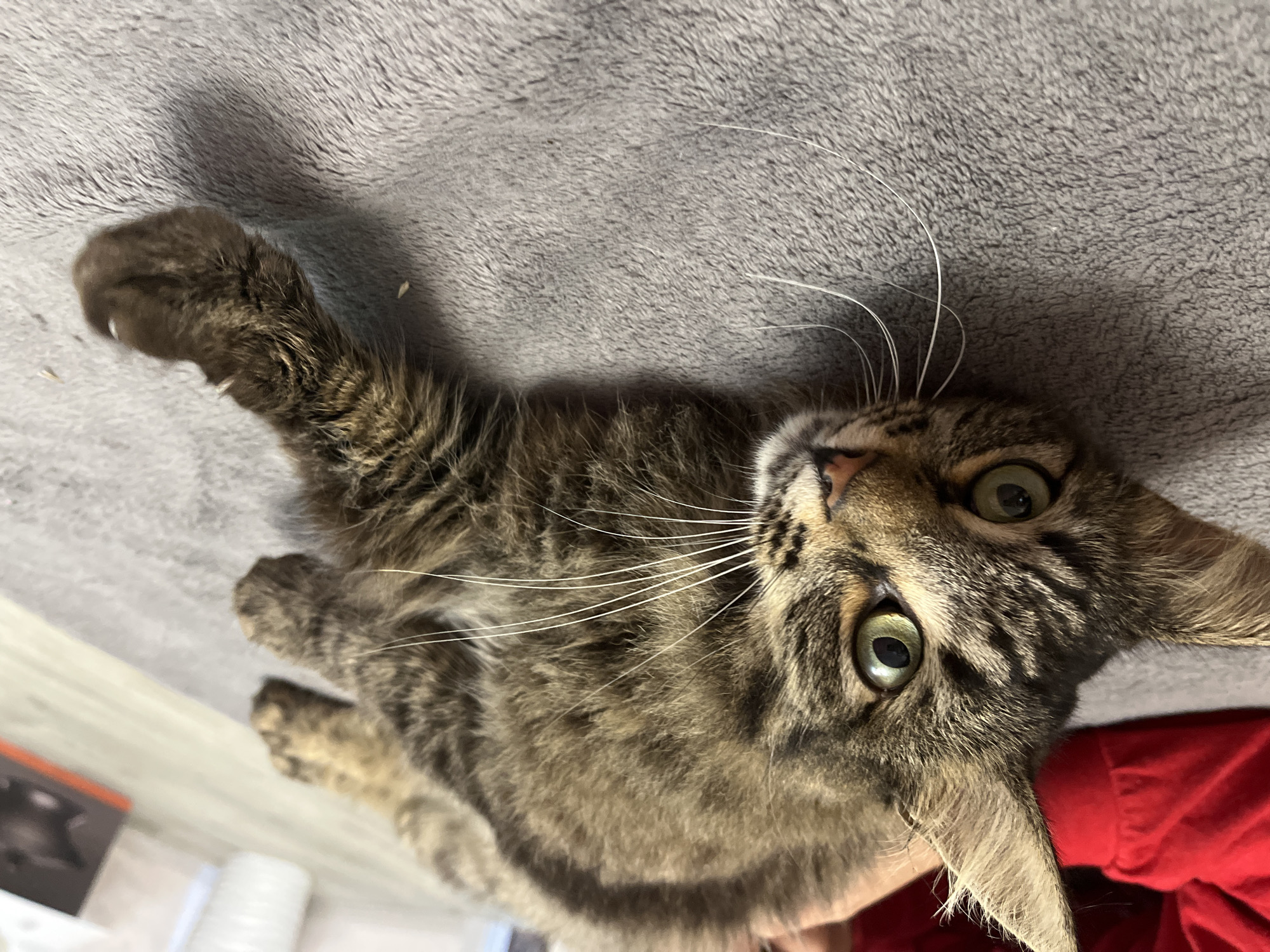 A tabby cat with green eyes is lying on a gray blanket. The cat's head is turned towards the camera, and its body is stretched out to the right. The cat is a mix of brown, black, and tan colors. Its fur is long and fluffy. The background is blurred, but it appears to be an indoor setting with a wooden floor and some boxes in the distance. There is a person wearing a red shirt in the upper left corner of the image. The scene does not depict the city of Krasnyye Barrikady, Russia.