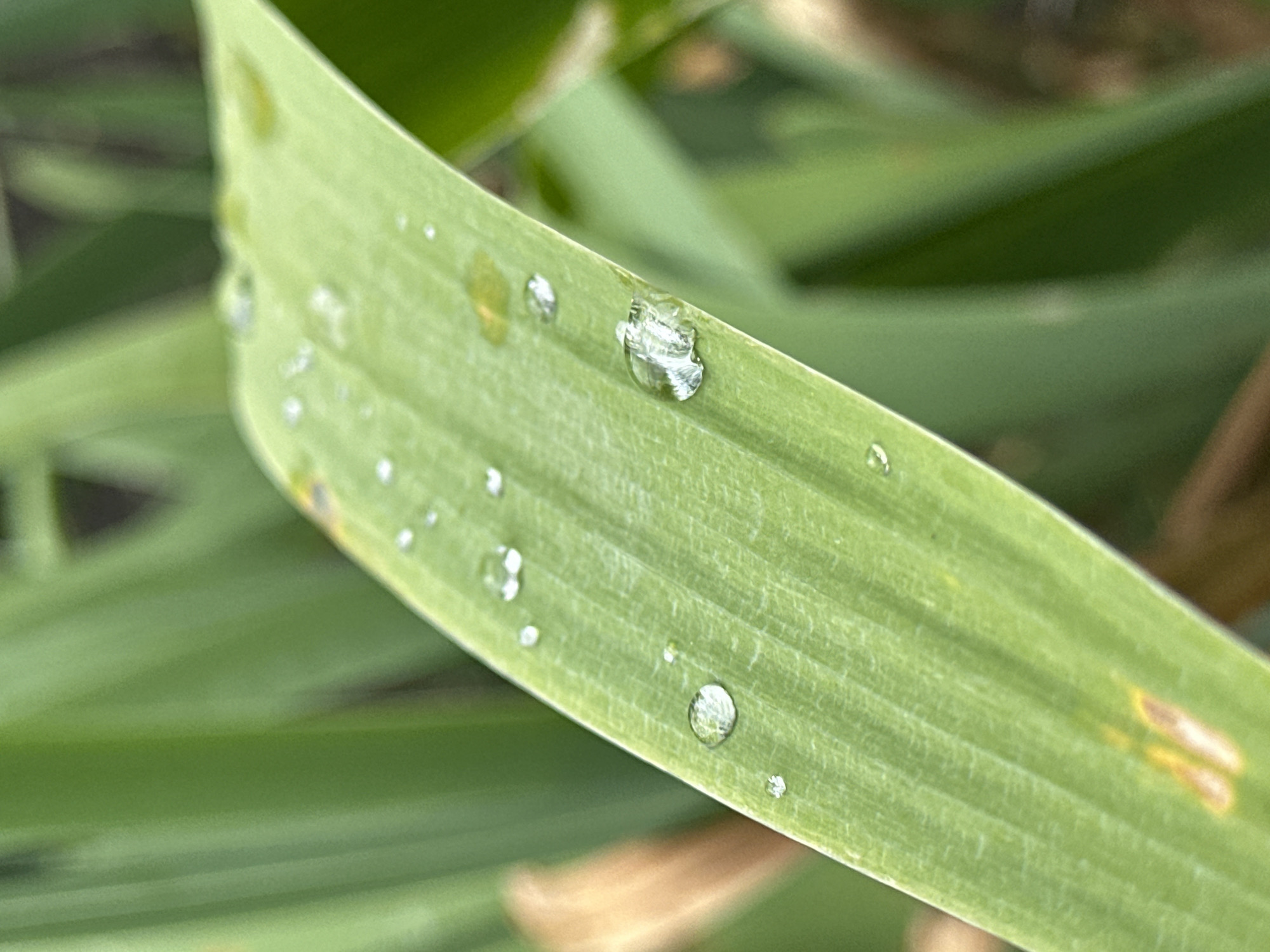 The image is a close-up, macro shot of a green leaf with several water droplets on its surface. The leaf appears to be from a plant with long, blade-like leaves, possibly an iris or grass. The water droplets are clear and reflective, showing some distortion of the leaf's texture underneath. There are also a few small, brown spots on the leaf, indicating potential damage or disease. The background is a blur of green, suggesting more foliage, with a hint of brown in the lower right quadrant, possibly dry grass or soil. The image focuses on the details of the water on the leaf, highlighting its natural beauty. There are no people, buildings, or identifiable landmarks visible. It is impossible to determine the location in Yessentuki, Russia, from this image alone, as it depicts a natural scene without any context specific to that city.