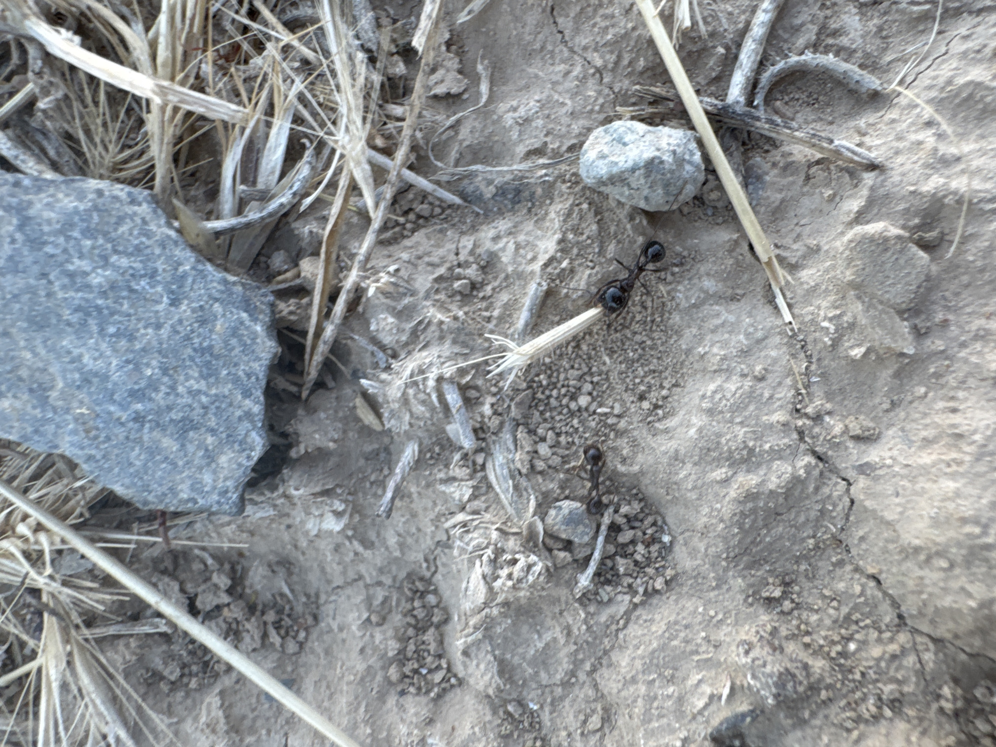 The image, taken in Kaludar, Uzbekistan, shows a close-up view of dry, cracked earth littered with small stones and dried vegetation. Two black ants are visible on the ground. One ant is in the lower left quadrant, appearing to be moving towards the right. Another ant is located in the center of the image, to the right of the first ant. This second ant is carrying a piece of dried plant material. A large, rough gray rock is in the upper portion of the frame, and a smaller gray stone is to the right of the second ant. The overall environment appears arid and natural.