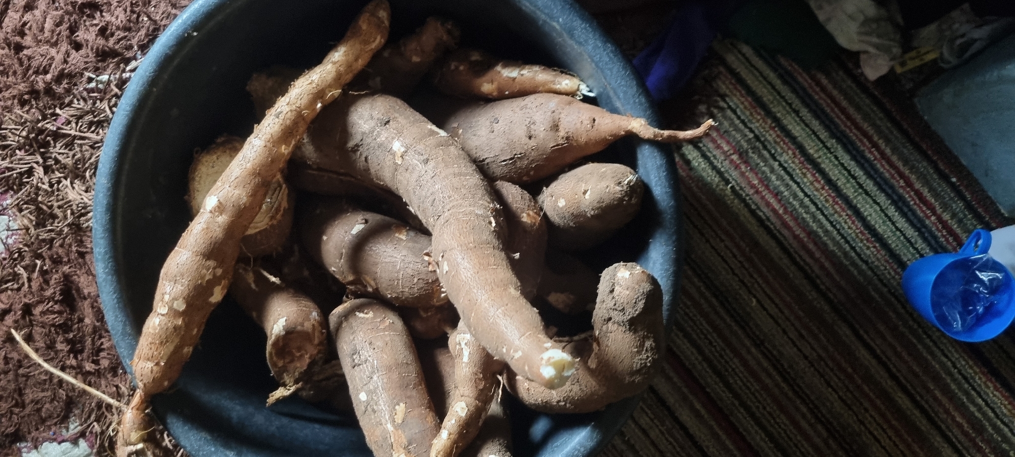 A top-down shot reveals a collection of cassava roots filling a black basin. The roots vary in size and shape, some long and cylindrical, others shorter and rounded. The cassava skins are textured and earthy-brown in color. The basin sits on a carpeted surface featuring a mix of brown, beige and red fibers. In the background, a blue plastic cup lies on a striped rug. The scene appears to be indoors. While specific details confirming the location within Lagos, Nigeria, are absent in the image, the presence of cassava, a staple crop in Nigeria, suggests a possible regional context.