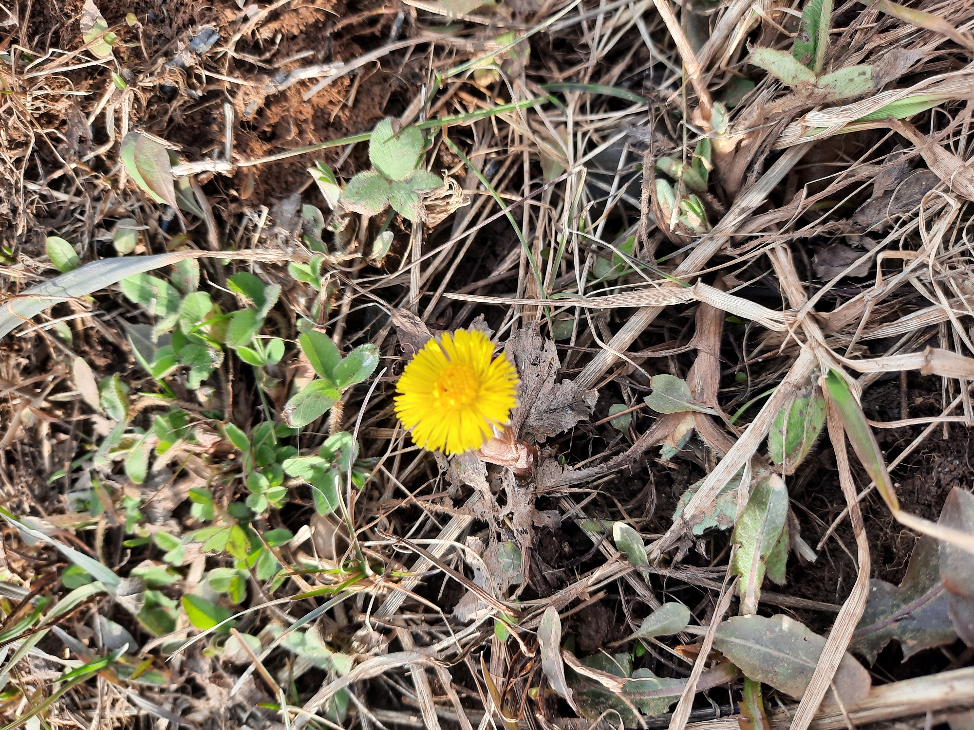 A close-up shot shows a patch of ground covered in dead, dry grass and green plants, including clover. A bright yellow flower blooms prominently in the center. The ground is visible in the background and appears to be in a natural environment. No people, actions, or interactions are visible. The location, Krasnogorskoye, Russia, is assumed but not visually verifiable within the frame.