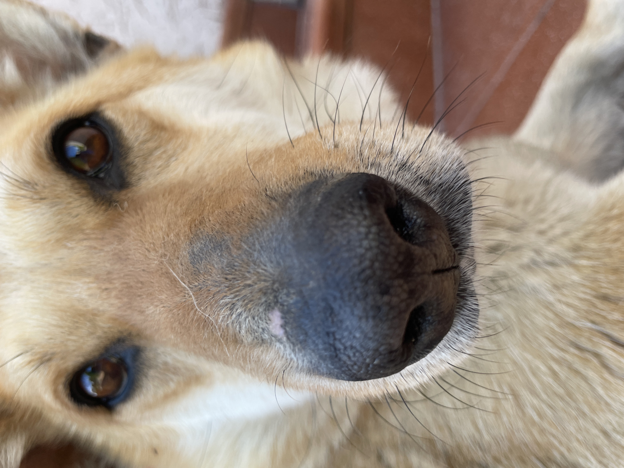 A close-up, eye-level, full-frame shot focuses on the face of a light brown dog with dark eyes and a dark nose. The dog's nose is in the center of the frame, with its eyes visible on either side. The dog's fur is a mix of light and dark brown, and its whiskers are long and black. The background is blurred and appears to be outdoors, with hints of a reddish-brown surface, possibly brick or tile. No people or other animals are visible in the image. The image is sharp and well-lit, with natural light.