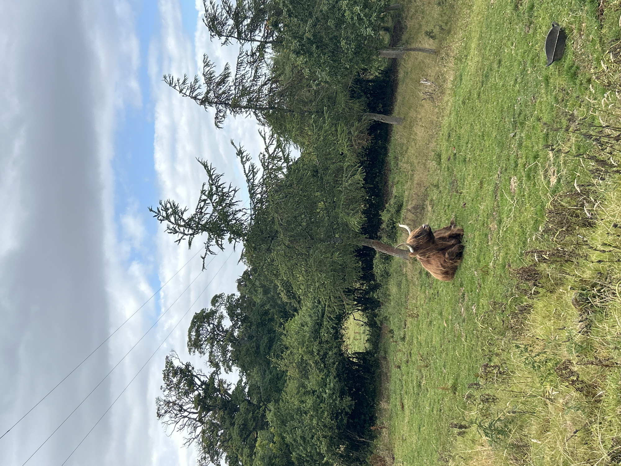 A shaggy brown Highland cow with white horns rests in a lush green grassy field. The cow is facing left and is positioned towards the bottom-center of the image. Behind the cow, a dense line of trees forms a natural barrier, with some of the trees taller and more sparse than others. In the background, a slightly overcast sky with scattered clouds is visible. Power lines traverse the upper portion of the image, adding a man-made element to the otherwise natural landscape. The scene is likely a rural or park setting within the City of Edinburgh, United Kingdom, given the breed of cattle and the commonality of such landscapes in the region.