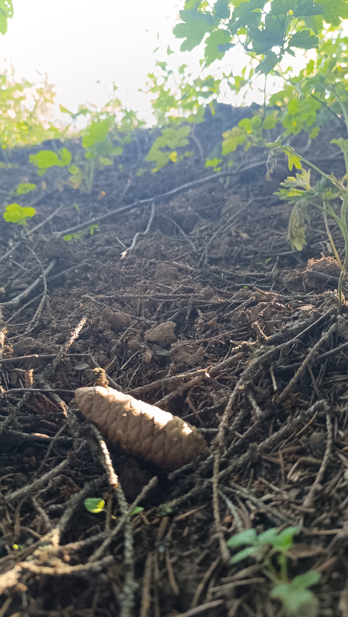 A close-up, low-angle shot captures the forest floor in Karsha, Russia. A pinecone lies horizontally on the ground, illuminated by dappled sunlight. The ground is covered with a dense layer of pine needles, twigs, and loose soil. Small green plants are scattered throughout, with larger green foliage visible in the upper portion of the frame against a bright sky.