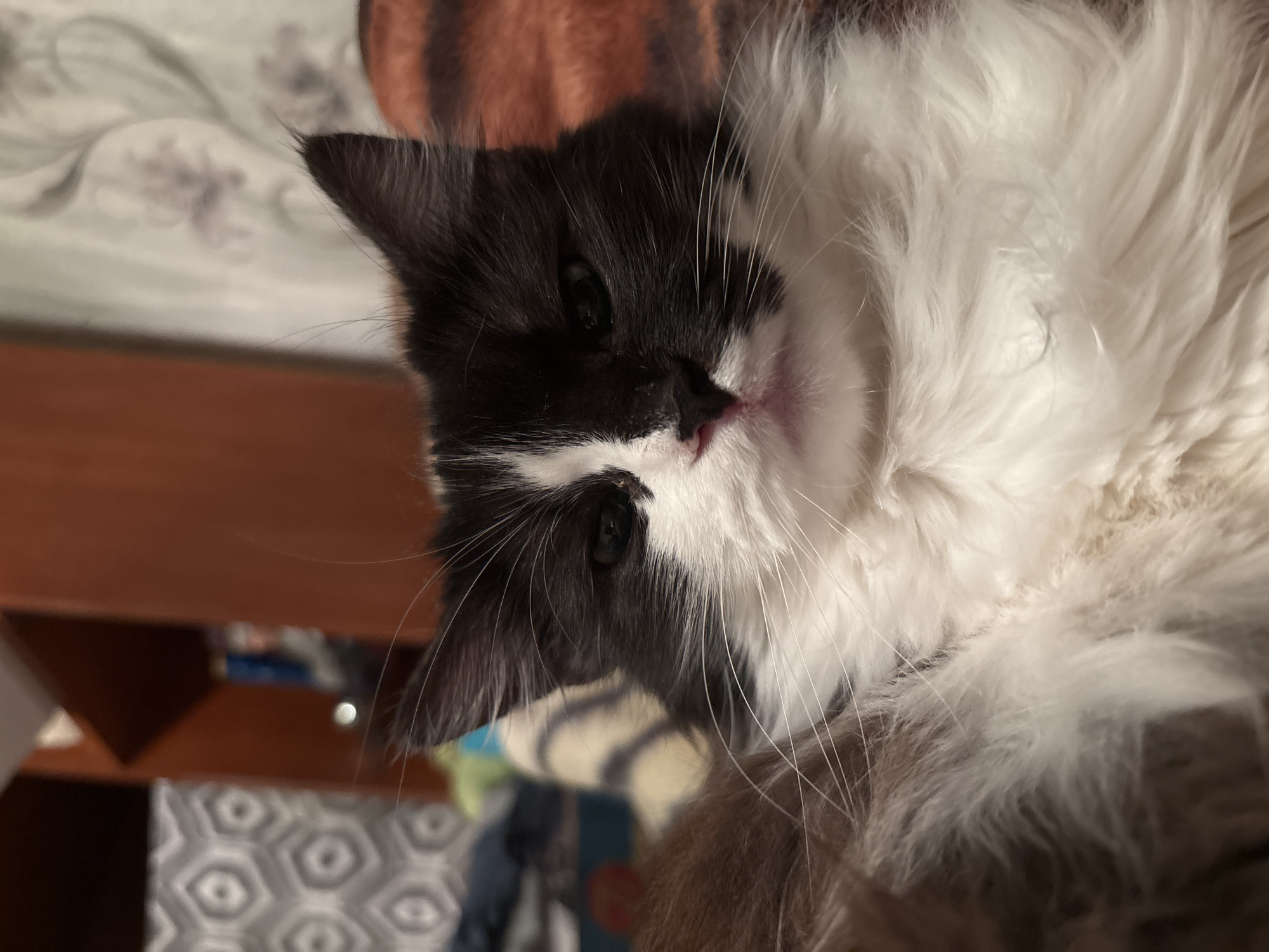 A domestic feline, bicolored in black and white, is depicted in a close-up, head-on portrait within an indoor setting in Dobrovnitsa, Bulgaria. The cat features predominantly black fur on its ears, top of the head, and the right side of its face (from the viewer's perspective), encompassing its right eye. The left side of its face, muzzle, and a prominent, fluffy chest are white. A distinct pink nose is centered on its face, and long white whiskers extend outwards. Its dark eyes are partially open, suggesting a state of rest or relaxation. The background is out of focus; to the viewer's left, a light-colored wall with a repeating geometric pattern (hexagons/diamonds) is visible. To the viewer's right, a different light-colored wallpaper with a subtle floral or scrollwork pattern can be discerned. Below the cat's right ear, a blurred orange and brown striped textile object is present. Dark brown furniture is also visible in the blurred background.