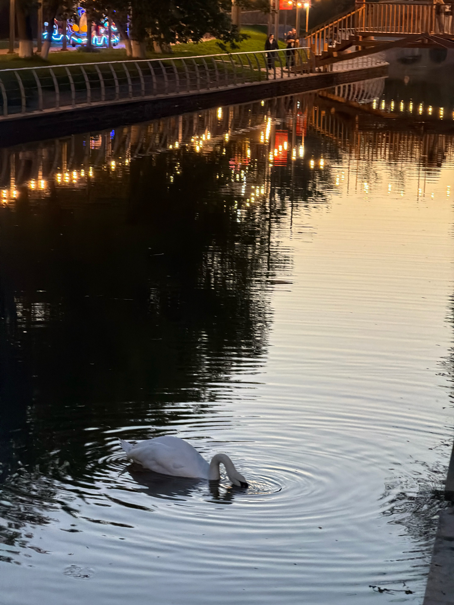 The image depicts a serene evening scene at an outdoor park or embankment. In the foreground, a white swan is swimming in dark water, with its head submerged as if foraging. Ripples emanate from the swan, creating a mesmerizing effect on the water's surface. The background is characterized by a body of water reflecting numerous lights, suggesting the presence of decorative lighting and structures along the embankment. A wooden bridge with railings and stairs is visible in the upper right, spanning across the water. Several people are seen walking on the embankment, which is lined with a metal railing and trees. The lighting and atmosphere suggest a twilight or early evening setting. The location is identified as Astana, Kazakhstan, implying it's a public space within the city.