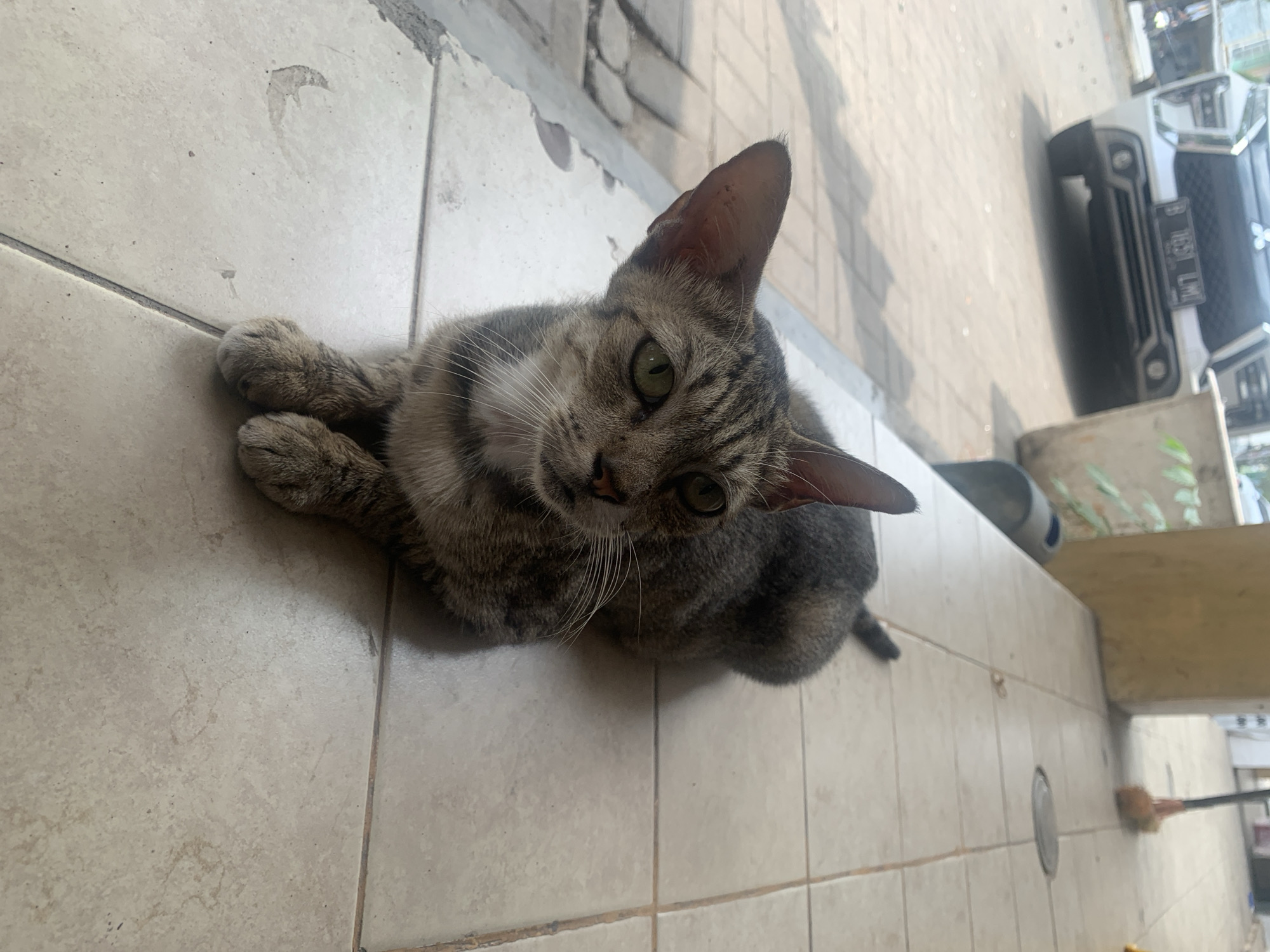 A tabby cat is lying on a tiled floor in front of a building, with a white car parked in the background. The cat is facing the camera, with its paws tucked underneath its body. Its fur is a mix of brown, black, and grey stripes. The cat has large, pointed ears and green eyes. The tiled floor appears to be light-colored and is laid out in a grid pattern. The background shows a white car with a license plate that reads "B 1651 UMG." There is also a hint of foliage and a broom in the background, suggesting an outdoor area of a residential or commercial property. The image was taken in Palembang, Indonesia.