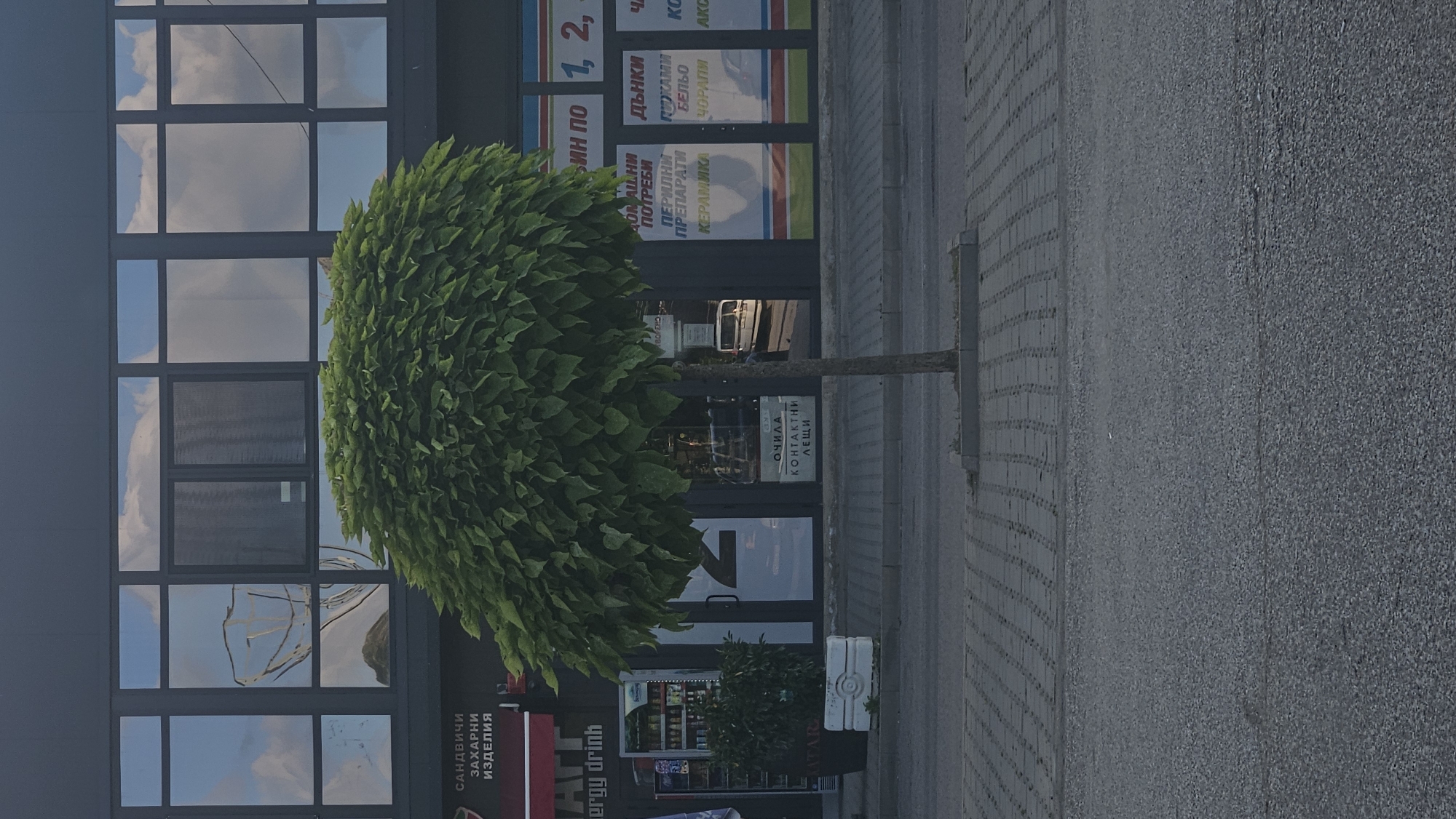 A lone, manicured green tree stands in front of a modern building with large glass windows. The tree has a round, full canopy and a thin trunk. The building's facade is dark gray with a grid of large, reflective windows. The windows show a clear sky with white clouds, and also reflect some of the surrounding environment, including what appears to be a white vehicle parked on the street. Below the windows, there are shop fronts with various signs and displays. To the left, a sign reads "ENERGY DRINK" and shows shelves of beverages. Another sign below it says "QATAR". Further to the right, signs display text in a Cyrillic alphabet, with some legible words like "ОЧИЛА" (glasses) and "КОНТАКТНИ ЛЕЩИ" (contact lenses). The ground in front of the building is paved with gray square tiles, and a section of asphalt road is visible in the foreground. The overall scene is an outdoor urban setting, likely a commercial street.