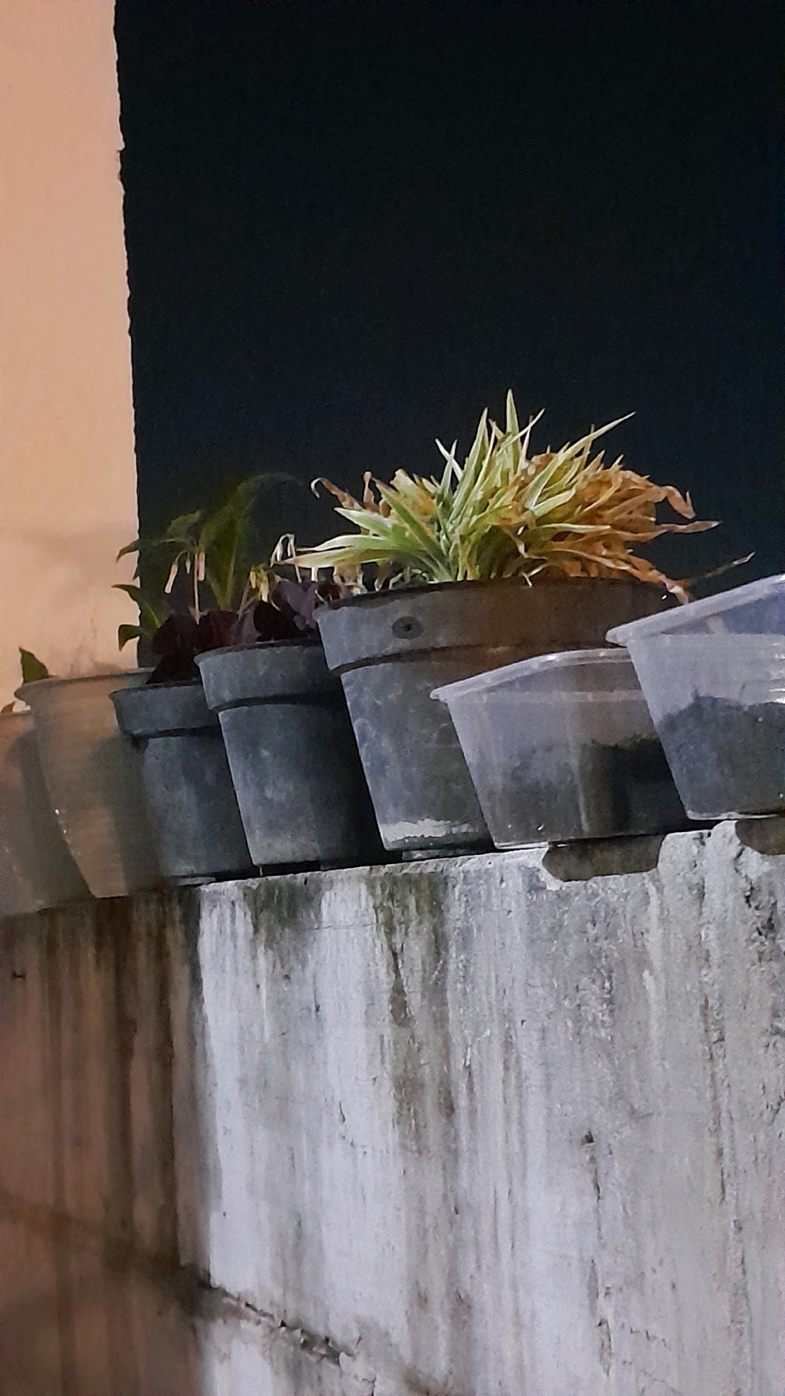 The image shows a nighttime view of several potted plants lined up on a concrete ledge in Pilangrejo, Indonesia. The plants are in various stages of health, with some appearing vibrant green and others showing signs of drying and wilting. The pots are made of different materials, including dark-colored plastic and a lighter-colored ceramic pot. The concrete ledge itself is weathered and shows signs of age and possibly water staining. Behind the plants, a dark, out-of-focus background suggests a nighttime environment. The overall scene is dimly lit, contributing to the somber mood.