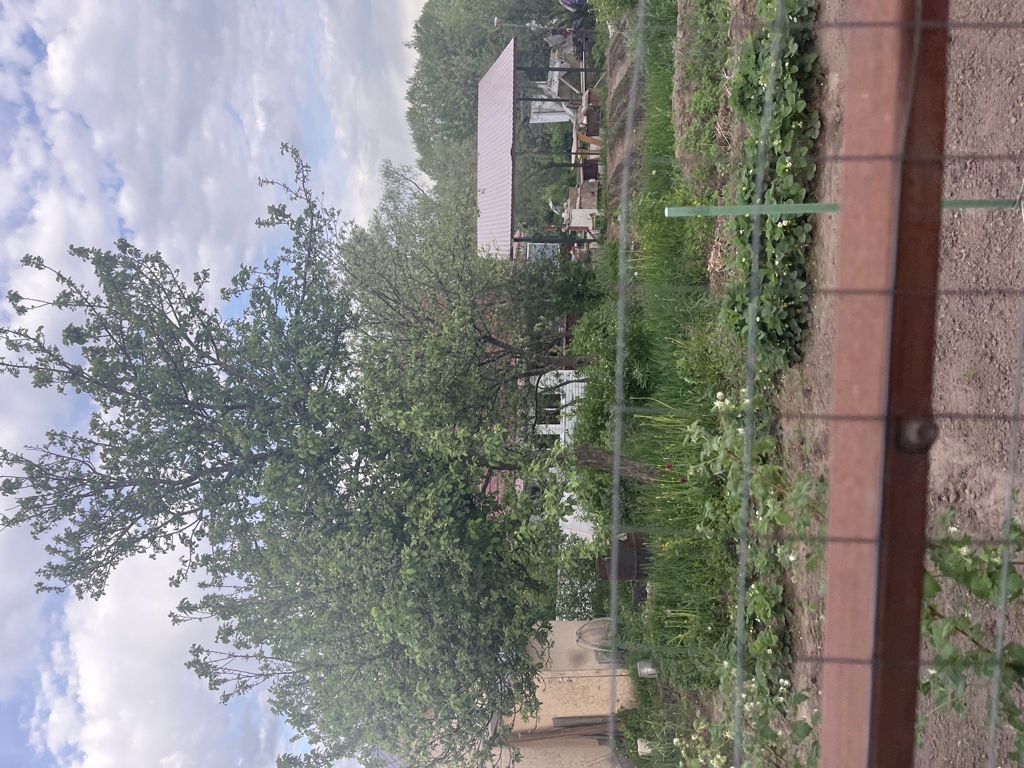 The image shows a garden plot in Chaikovsky, Russia. A wooden and wire fence is visible in the foreground. Beyond the fence, there is a garden with rows of plants, possibly strawberries, interspersed with grass and weeds. A large tree with green foliage dominates the left side of the frame. Further back, a metal structure with a red roof can be seen, along with various gardening tools and equipment underneath. In the distance, other trees and buildings are visible. The sky is overcast with scattered clouds. The image appears to be taken during the daytime.