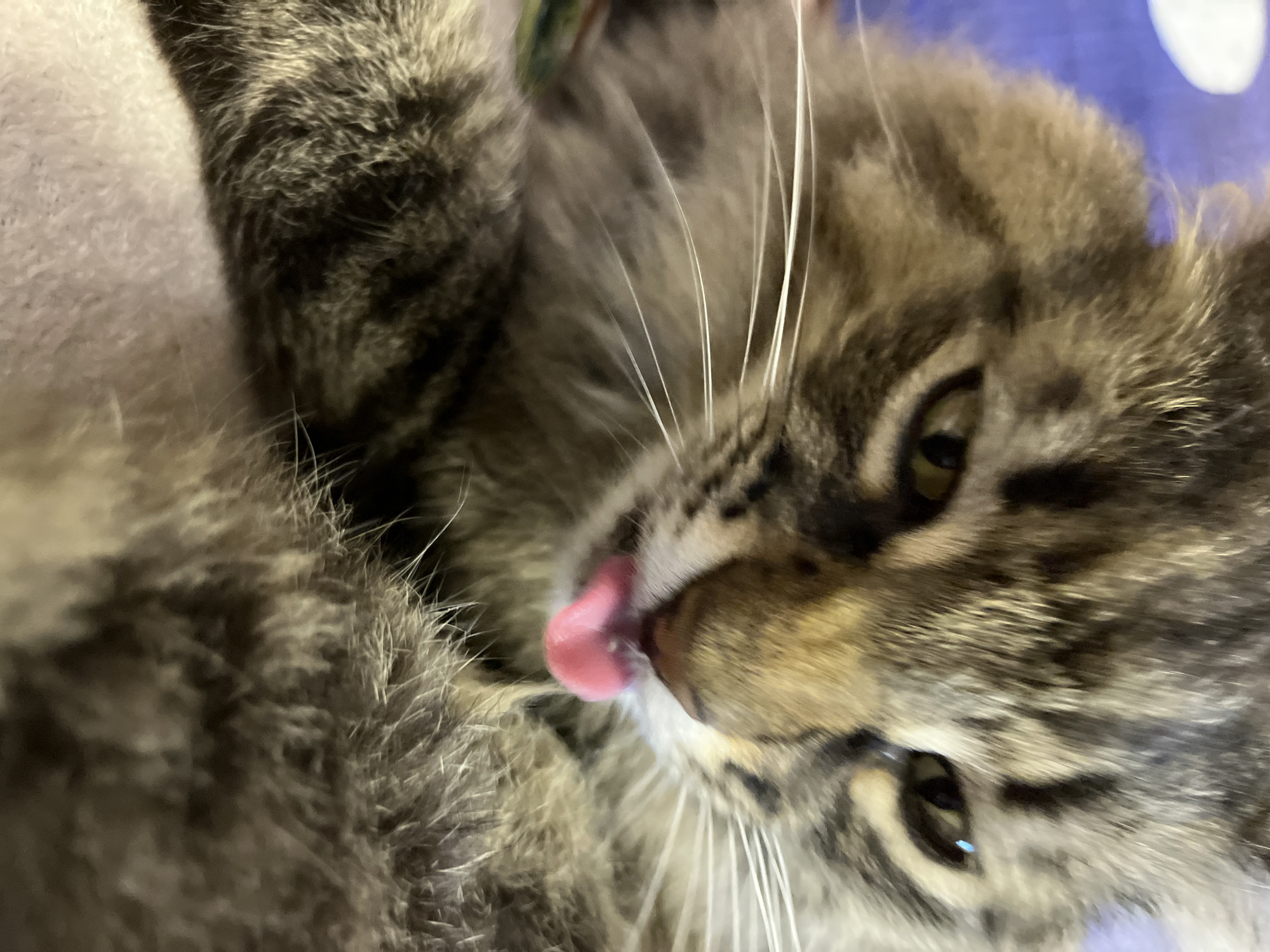 The image is a close-up, low-angle shot of a tabby cat with its tongue sticking out. The cat's fur is a mix of brown, black, and gray stripes. Its eyes are partially closed, and its expression appears relaxed. The background is blurred, but it seems to be an indoor setting with a blue and white textured surface. The cat's pink tongue is clearly visible as it licks its nose. There is no discernible location in the city of Krasnyye Barrikady, Russia, or any other city.