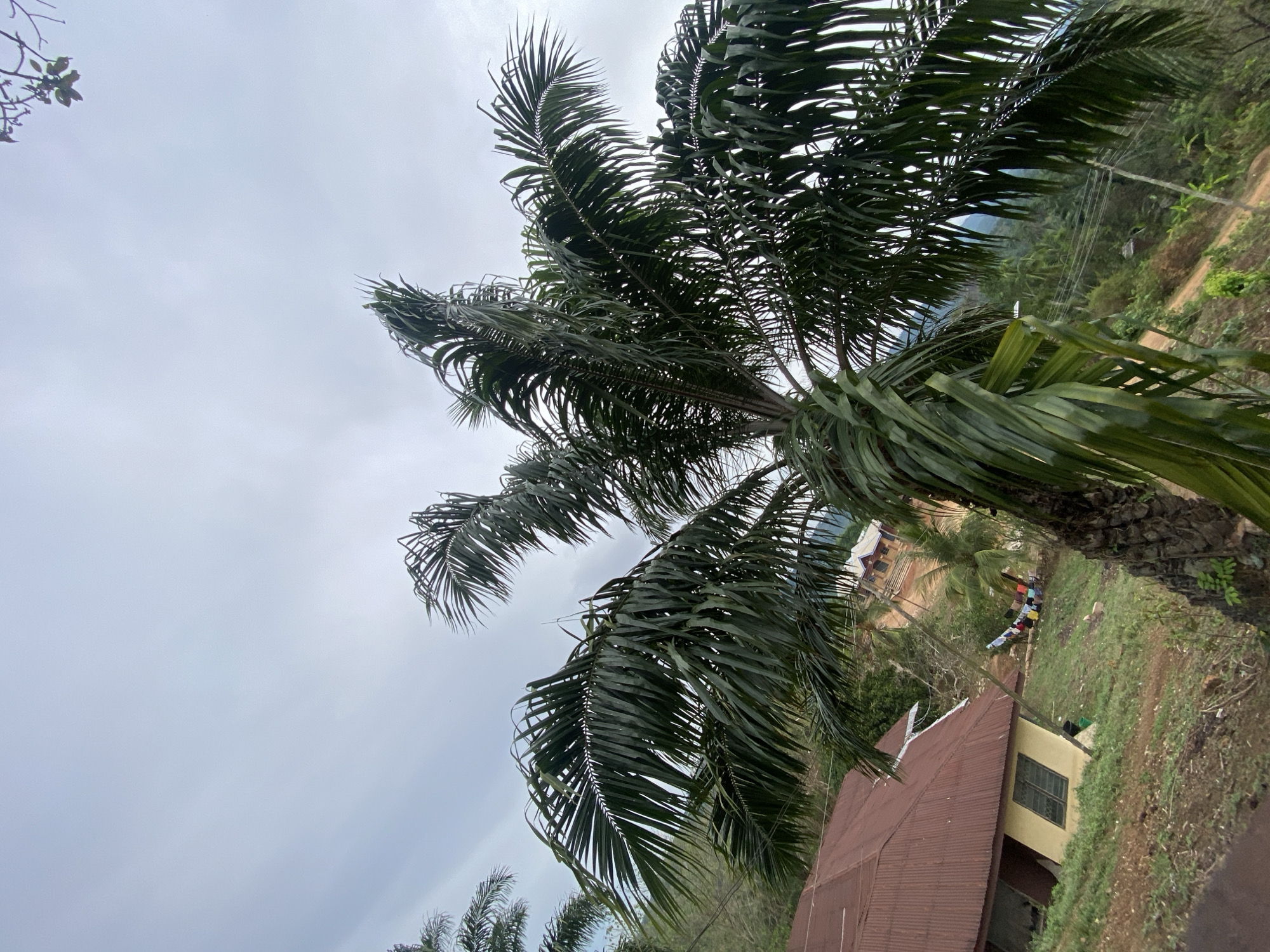 The image shows a palm tree dominating the foreground, with its fronds partially obscuring the background. In the background, there is a small building with a red roof and yellow walls. Adjacent to the building is a grassy area. Further back, a clothesline is visible with various colored items hanging on it, along with some visible people. The sky is overcast. The location is Amoso, Nigeria.