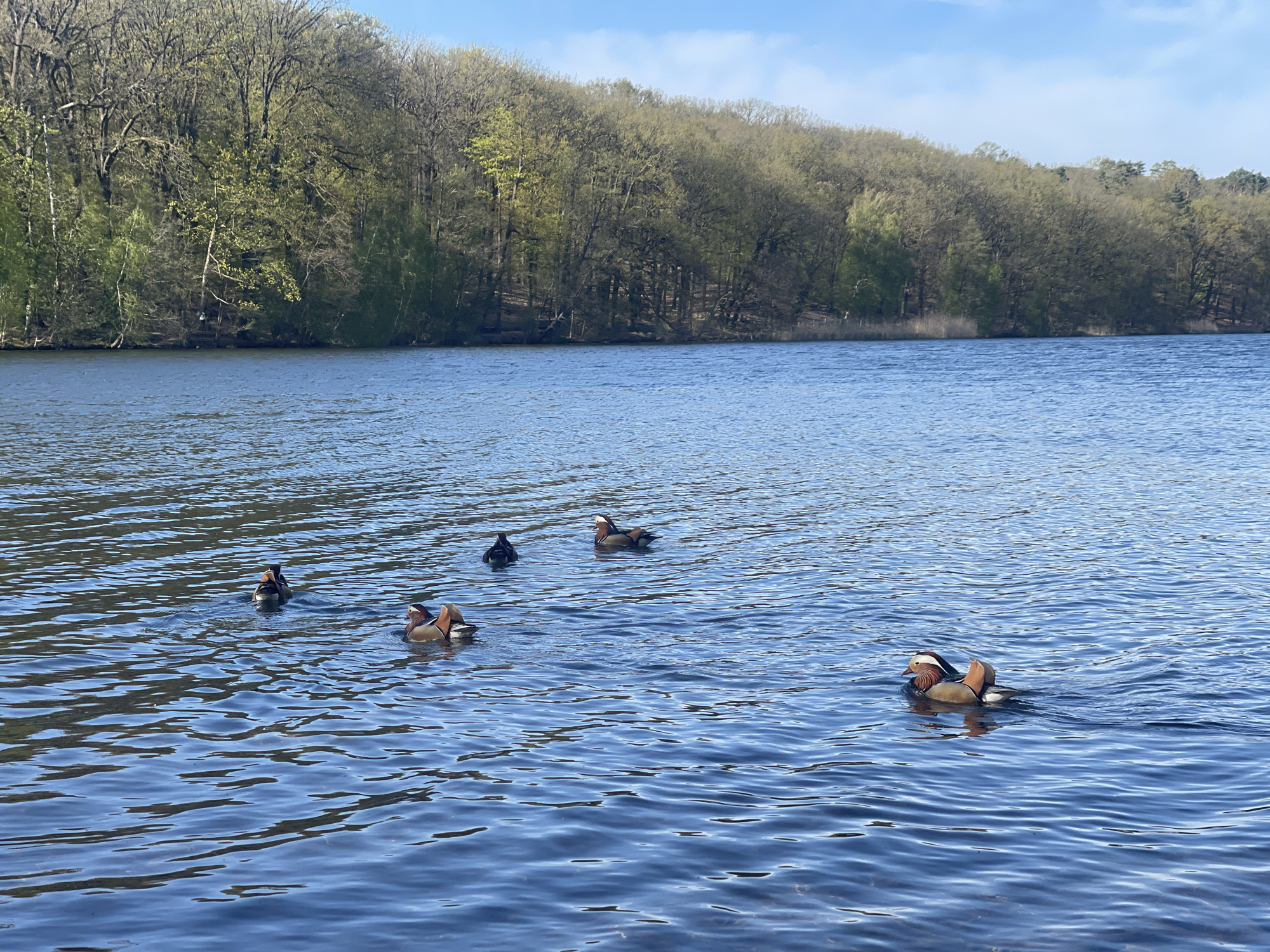 The image shows a body of water, likely a lake or large pond, with a wooded area along the far shore. The sky is partly cloudy. There are five Mandarin ducks visible on the water. The location is likely in Berlin, Germany.