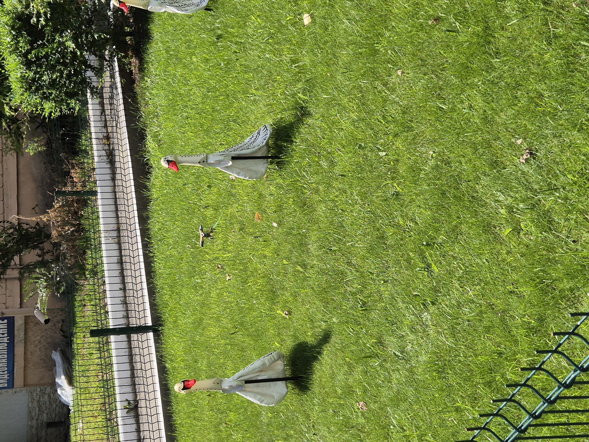 The image shows a green grassy area bordered by a black chain-link fence and a low concrete curb. In the background, there is a building with signage that appears to be in Cyrillic. Several decorative swan-shaped lawn ornaments are placed on the grass. One swan is in the foreground on the left, another is in the mid-ground to the right, and a partial view of a third swan is visible on the far right. The swans are white with red beaks and black necks. The overall scene suggests a well-maintained outdoor space, possibly a park or residential area. The location is identified as Kokshetau, Kazakhstan.