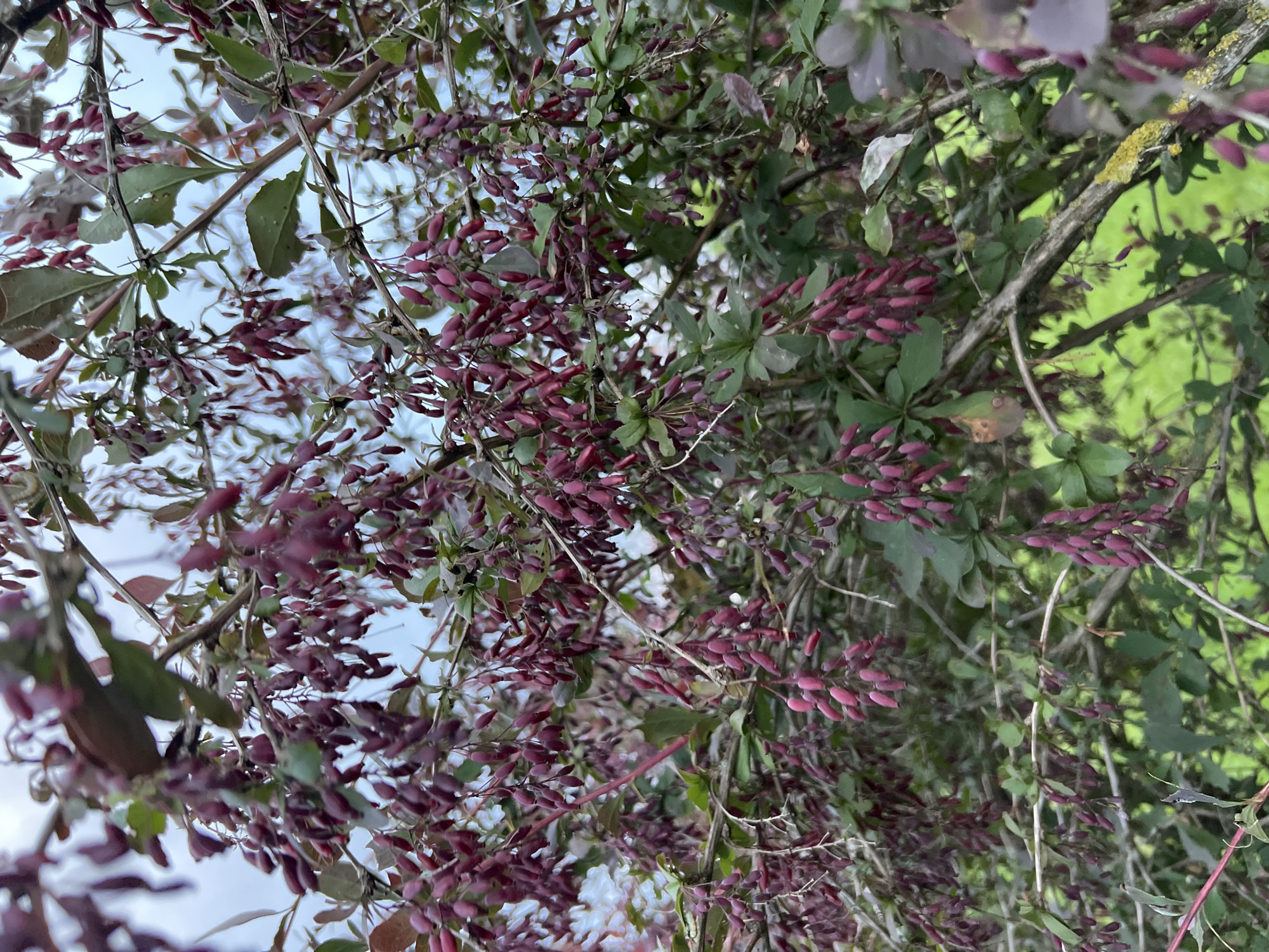 This media file captures a close-up view of a plant with numerous small, elongated, dark pinkish-red berries and green leaves, interspersed with thin branches and twigs. The perspective is looking upwards through the foliage, with a bright sky visible in some areas, suggesting it's daytime. The berries are clustered densely along the branches, creating a rich texture. Some leaves appear slightly damaged or wilted, and patches of lichen or moss are visible on some of the thicker branches. In the background, a bright green blur suggests further foliage or a grassy area. The overall impression is of natural growth, possibly in an outdoor setting, with an emphasis on the plant's fruit. The image is rotated such that the main subjects are oriented diagonally. There is no visible text in the image.