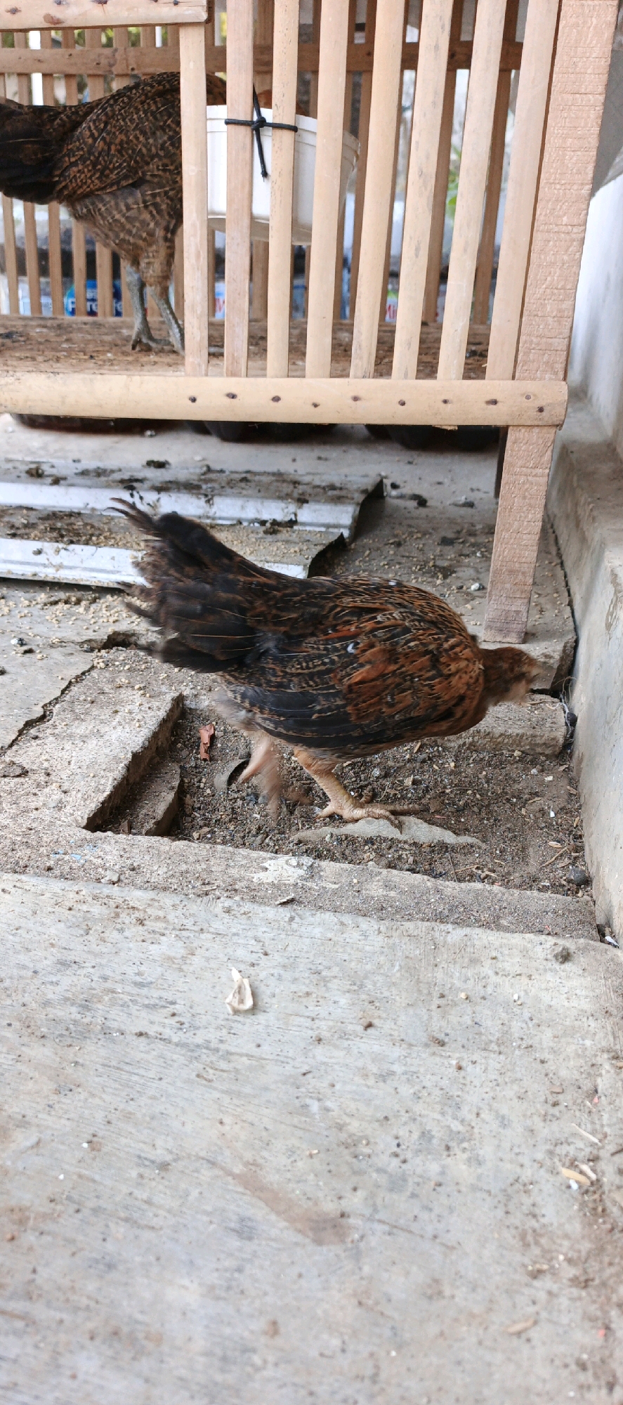 A medium shot captures a brown and black feathered chicken walking on a rough, concrete surface in what appears to be an outdoor enclosure. The chicken is positioned in the lower right quadrant of the frame, its body angled towards the right, with its head down as if foraging. The concrete is cracked and uneven, with patches of dirt and debris scattered across it. To the left and slightly behind the walking chicken, another chicken is partially visible within a wooden cage constructed from vertical slats. This cage has a white container hanging from the inside, secured by a black rope. The background of the image shows the wooden structure of the cage and a light-colored wall. The scene suggests a rural or semi-rural setting, possibly a backyard or farm in Moyudan, Indonesia, given the agricultural context implied by the presence of chickens and their enclosure. The lighting is natural and appears to be daylight, casting subtle shadows. The overall impression is one of a simple, functional environment for keeping poultry.