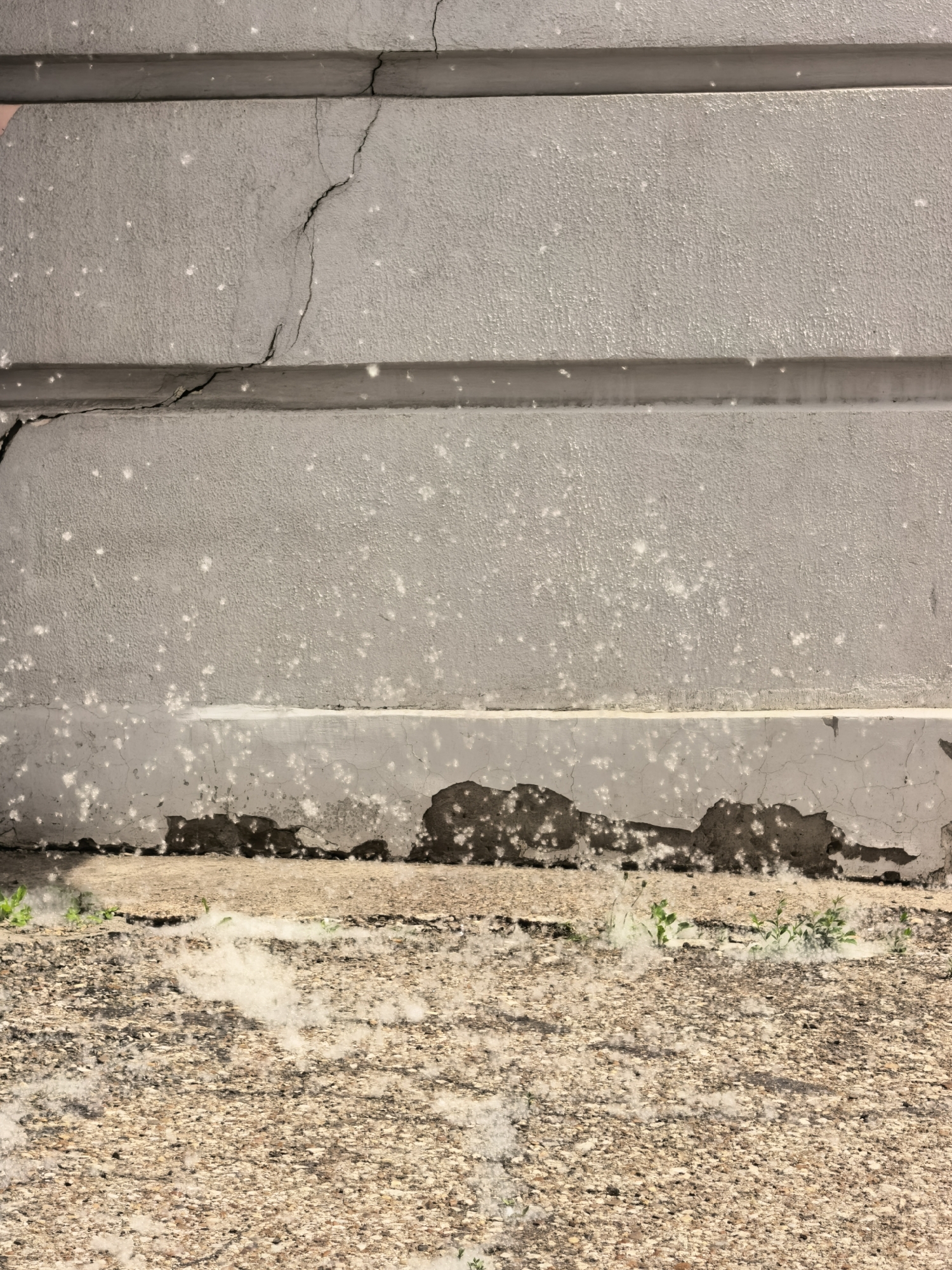 The image presents an outdoor scene focusing on the lower section of a light gray wall and the ground immediately in front of it, captured in Sterlitamak, Russia.
The wall, likely constructed from concrete or stucco, is painted a light gray and features horizontal recessed lines, suggesting a structured or panelled design. It displays pronounced signs of deterioration: extensive cracks run across its surface, especially on the left side, indicating structural stress or age. The lower part of the wall shows significant damage, with large sections of paint peeling and the underlying concrete or plaster crumbling away, revealing darker material beneath.
The ground consists of a rough, textured paved surface, resembling coarse asphalt or gravelly concrete. Abundant white, cotton-like plant fluff is scattered generously across this surface and adheres to the damaged lower portion of the wall. This material, consistent with poplar fluff, suggests the photograph was taken during late spring or early summer. Small green plants are visible, sprouting through cracks in the pavement, particularly on the left and center of the frame, hinting at natural growth in a somewhat neglected area.
The scene is illuminated by natural daylight, suggesting a bright daytime setting. No individuals or specific activities are depicted, giving the image a quiet, static quality that emphasizes the visual contrast between the worn urban structure and natural elements like the plant fluff and emerging greenery. There is no visible text within the frame.