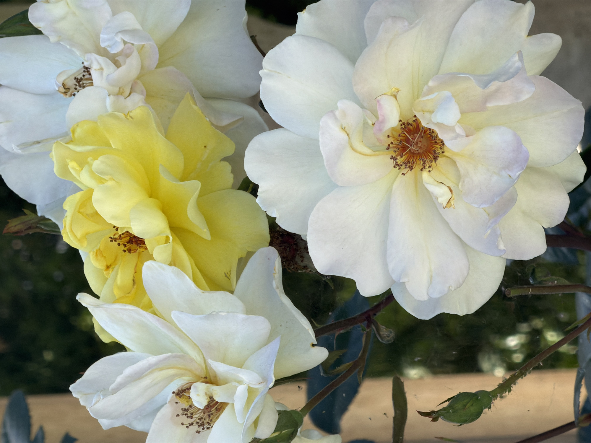 The image features a close-up view of several roses. Three of the roses are a pale white color, while one is a bright yellow. The roses are in various stages of bloom, with some petals fully open and others still partially closed. The flower heads display the flower's stamen. Several stems and a rosebud are also visible. The image provides no contextual clues to support the claim that it was taken in Bishkek City, Kyrgyzstan, or to suggest any specific location.
