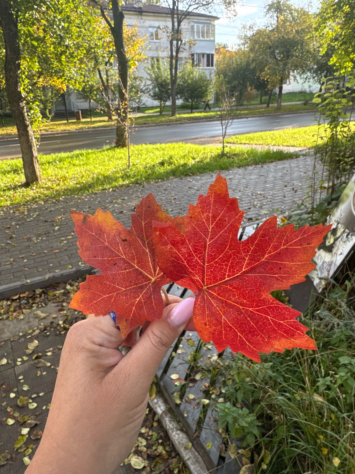 An overhead shot captures a person's hand holding two vibrant red maple leaves in Chaikovsky, Russia, on a sunny autumn day. The leaves, detailed with prominent yellow veins, are positioned in the foreground. The background reveals a street lined with trees displaying varying stages of autumn foliage, with some leaves having fallen onto a paved walkway. Beyond the trees, a multi-story building can be seen. The scene is set on a paved area with fallen leaves scattered across it, suggesting the transition into fall.