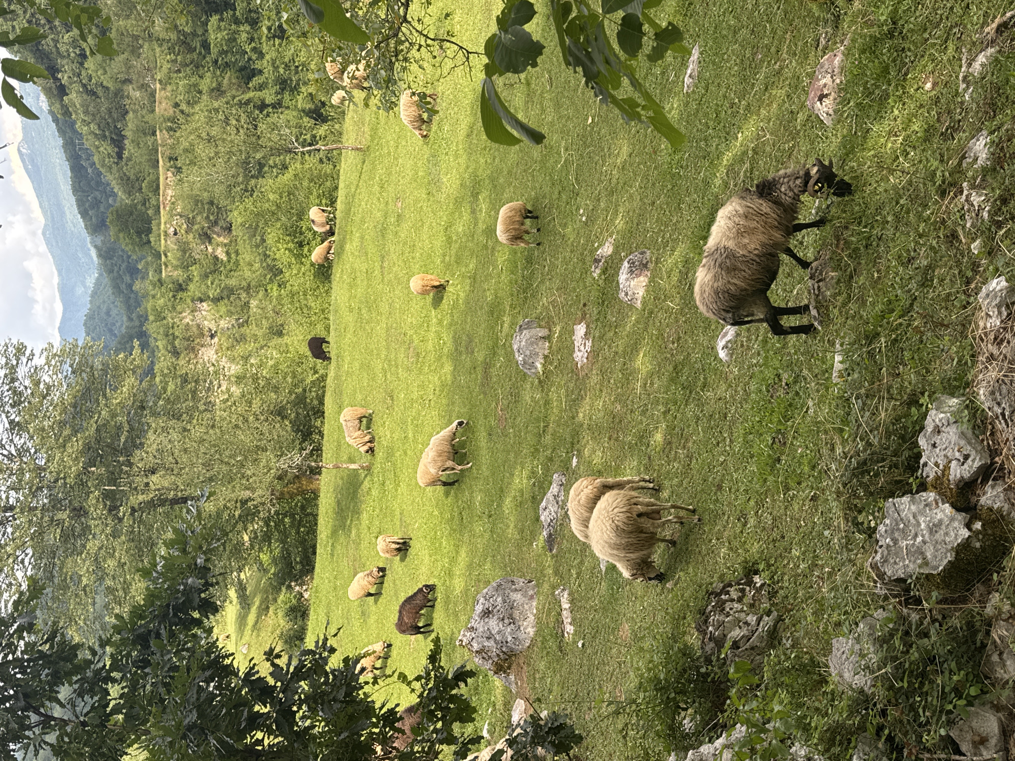 The image depicts a grassy field dotted with sheep, likely in a rural area. The setting is identified as Međuriječje, Montenegro, indicated by the mountainous backdrop and the presence of sheep grazing in a pasture. The field features patches of rocks and small vegetation clusters. The sheep vary in color, with some having lighter wool while others are darker, with some that appear to have entirely black faces and legs. The background shows tree-covered mountains, contributing to the overall natural setting. There are no people visible in the shot. The scene is characterized by a serene, pastoral atmosphere.