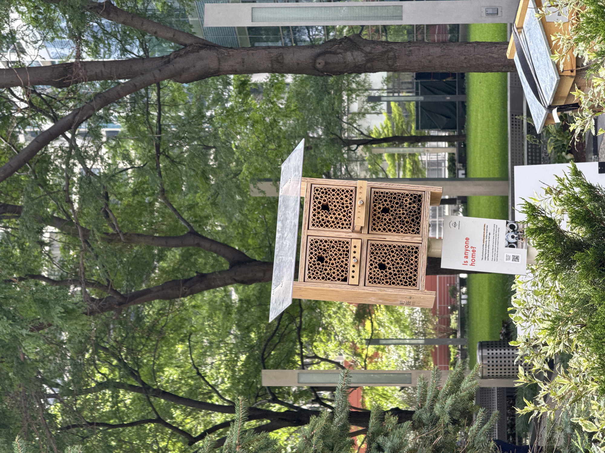 This is a photograph taken outdoors in a city environment, likely Chicago, USA, featuring an urban garden or park setting. In the foreground, there is lush green foliage, including a small evergreen tree on the left and ornamental plants in the lower portion of the frame.
Dominating the center of the image is a wooden insect hotel, designed with multiple compartments filled with hollow tubes, intended to provide nesting sites for solitary bees. The hotel has a slanted, transparent roof. Attached to the post of the insect hotel is a sign with the question "Is anyone home?" and accompanying text in English, along with QR codes and images related to solitary bees.
Behind the insect hotel, a grassy lawn stretches out, bordered by trees and modern buildings with glass facades, suggesting an urban location. The trees are tall and leafy, with visible trunks and branches. There are also tall, slender light poles in the background. To the right, a smaller, modern beehive with a slanted roof is partially visible, secured with straps. The overall impression is one of an urban oasis designed to support local wildlife and educate the public.