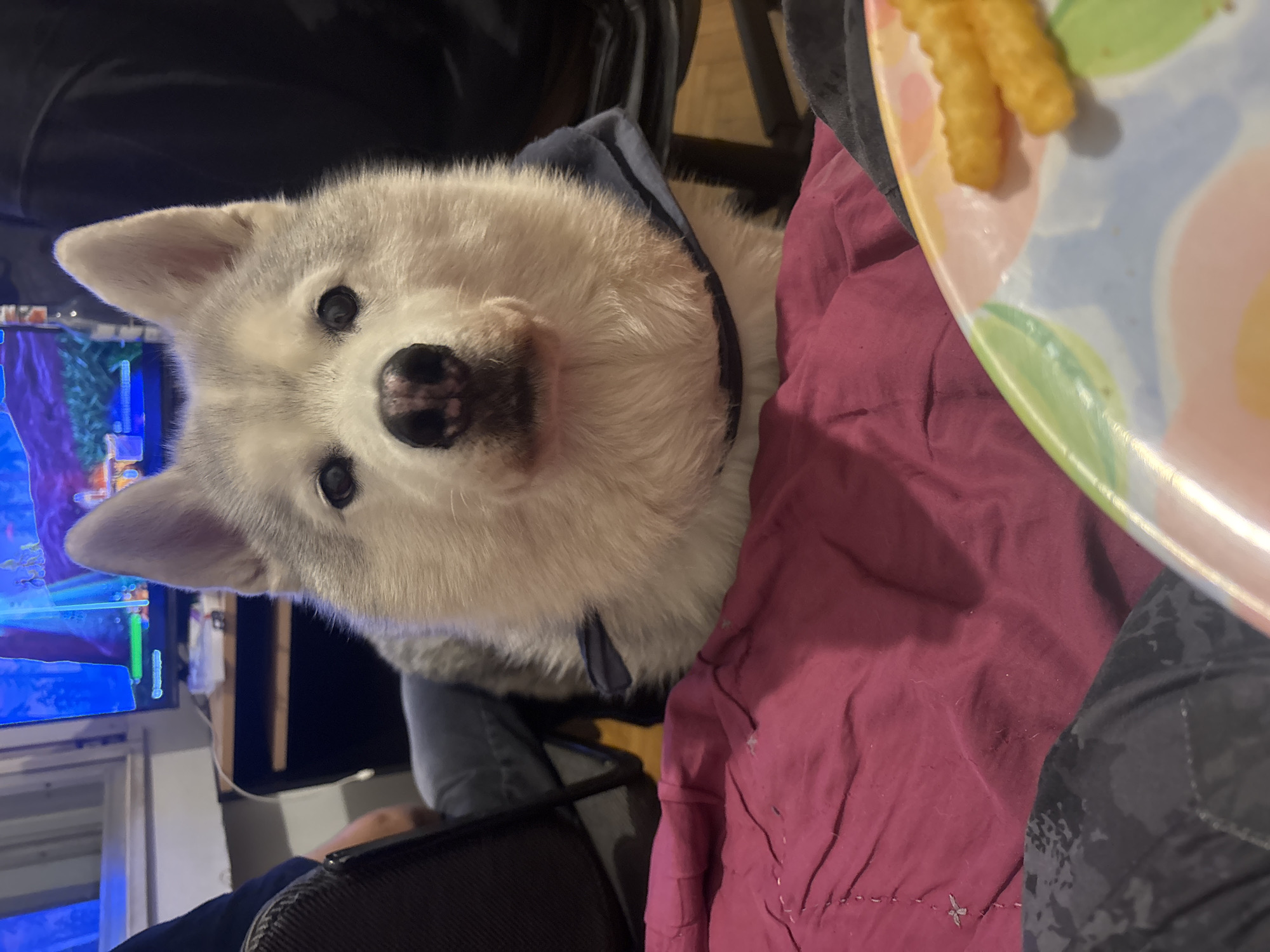 A white husky dog with a black nose and black eyes is looking upwards at the camera. The dog has a blue collar. Next to the dog is a plate with what appears to be french fries. The dog is sitting on a person's lap, who is wearing a maroon jacket. A TV screen is visible on the left side of the image. There is no information available about the location of the photo.