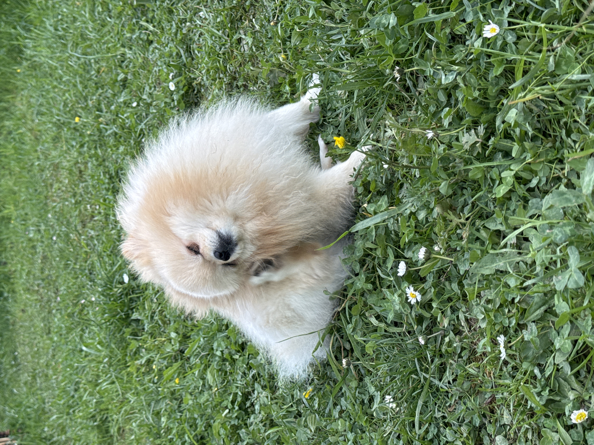 A Pomeranian dog with tan and white fur is lying in a patch of green grass interspersed with small white daisy flowers and yellow buttercup flowers. The dog is positioned in the center of the frame, looking towards the camera. The background consists entirely of the green grassy area with flowers. The location is unspecified and cannot be determined from the image alone, so I cannot verify if it is in Bietigheim-Bissingen, Germany.