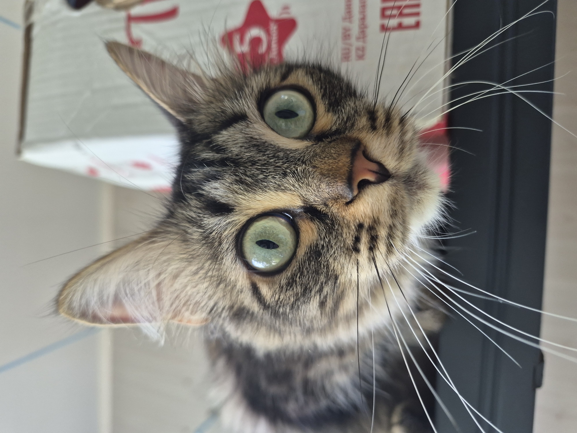 A close-up, eye-level, indoor photograph shows a domestic cat's face. The cat is a tabby with large, round, green eyes and prominent white whiskers. The cat's head is angled slightly to the left, with its ears perked up. The background consists of a cardboard box with red lettering. The overall lighting is bright and natural. The image does not contain any information indicating its location in Nyagan, Russia.