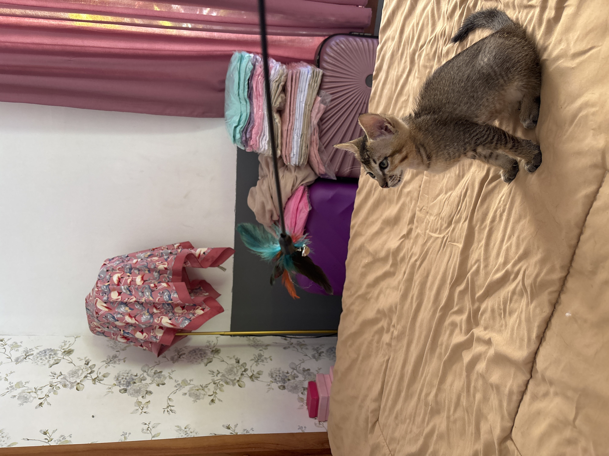 A tan kitten stands on a tan comforter. To the left is an open umbrella with a pink pattern and a toy. In the background are folded clothes, a suitcase, and a pink curtain. The location is Kuta Selatan, Indonesia.