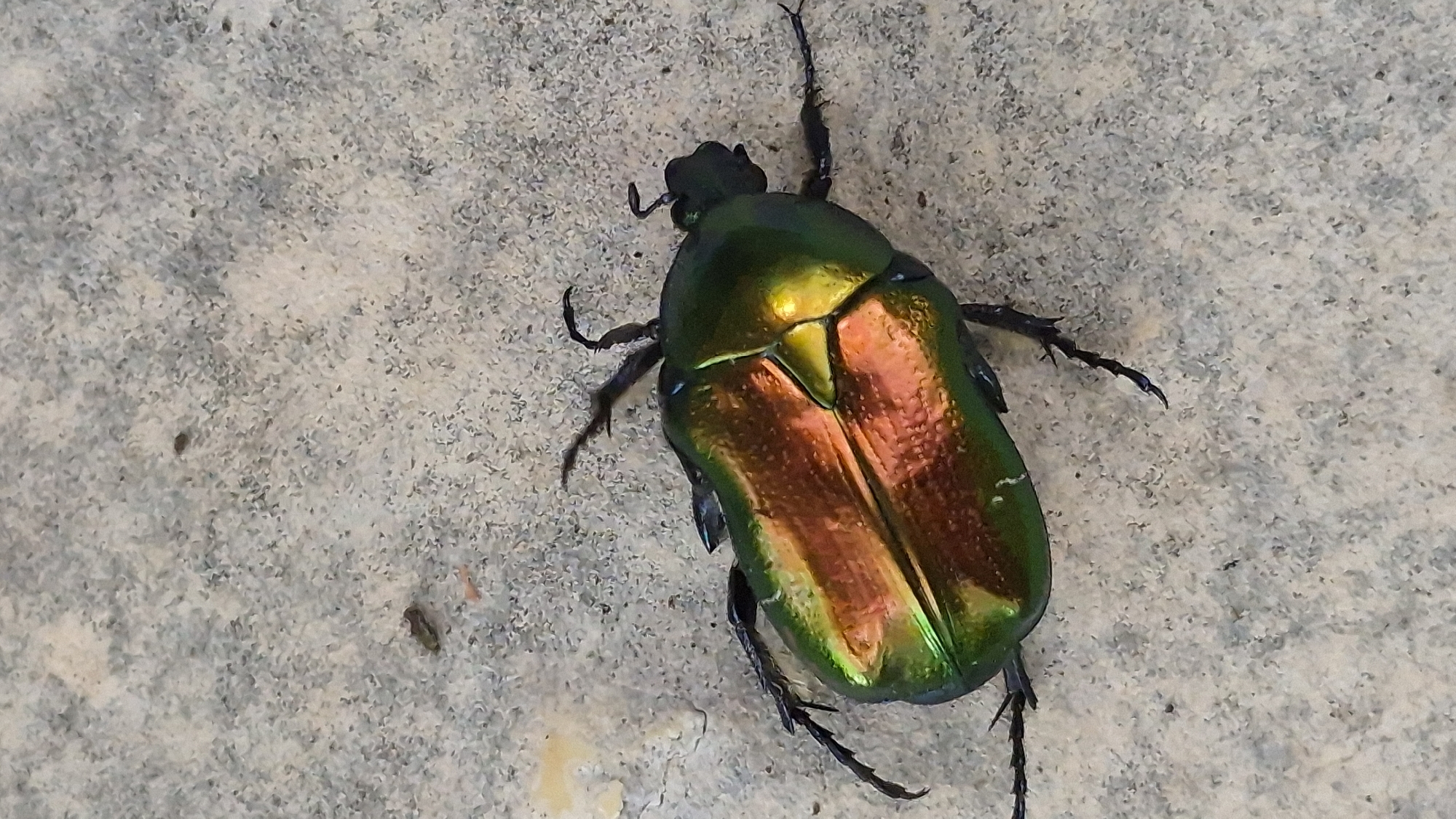 An iridescent beetle with metallic green and copper coloration is positioned on a textured, light-colored surface, possibly concrete or stone. The beetle is facing towards the right side of the frame, with its legs splayed out. The surface displays a speckled pattern of gray and lighter shades. There are a few small specks of debris scattered on the surface near the beetle, and a faint yellow stain is visible in the upper left corner. The lighting suggests an outdoor environment, with some areas of the beetle's shell reflecting light brightly.