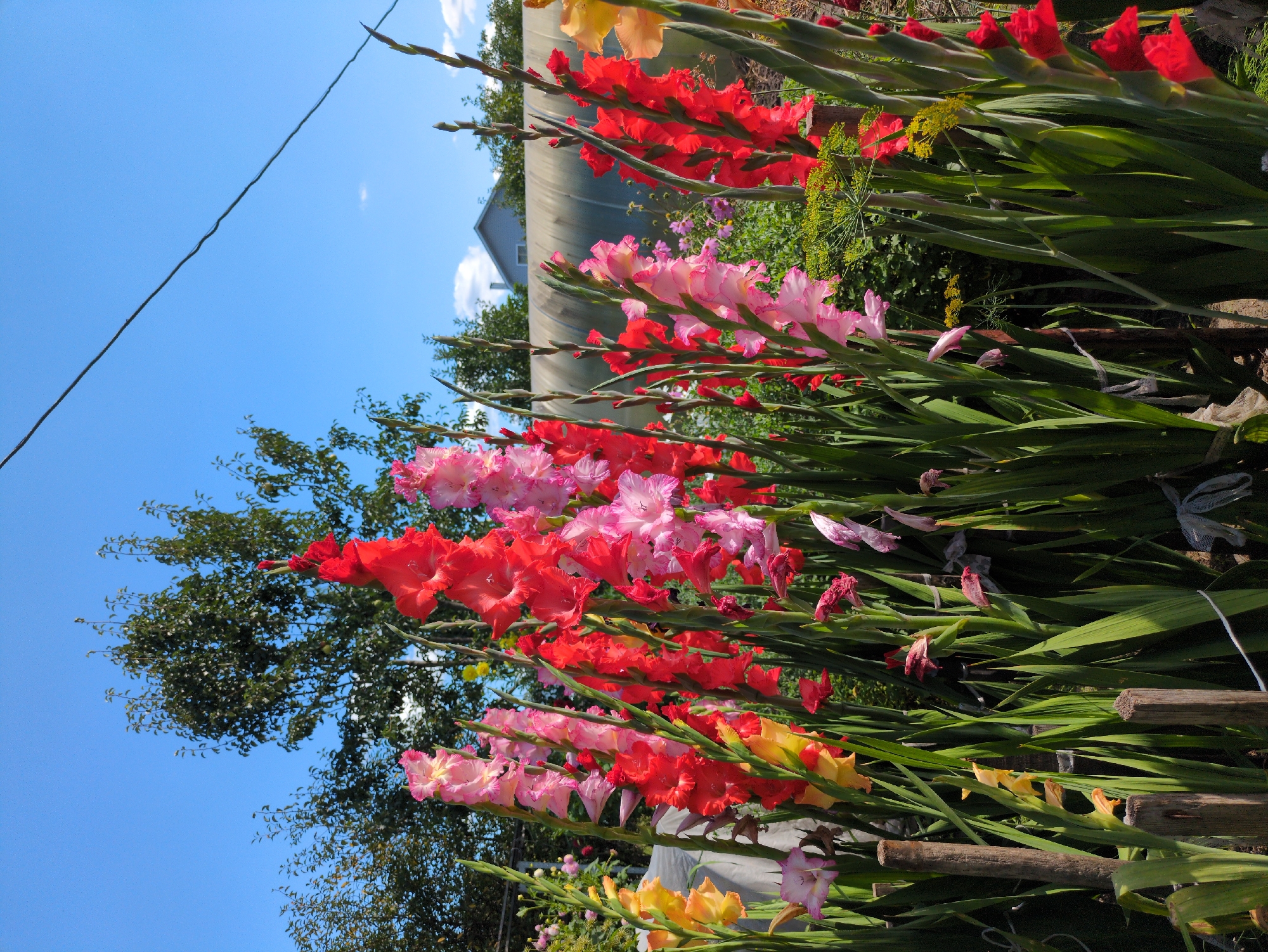 A vibrant outdoor scene showcases a dense cluster of gladiolus flowers in full bloom. The gladioli exhibit a striking variety of colors, predominantly bright red and shades of pink, with a few yellow blossoms interspersed. Their tall, sword-shaped leaves stand erect, creating a lush, vertical composition. In the background, lush green trees form a dense canopy against a clear, bright blue sky. A greenhouse structure, appearing to be made of translucent plastic, is partially visible, along with a portion of a residential building with a light-colored roof. The scene is situated in Kulebaki, Russia, suggesting a domestic garden or allotment setting. Wooden stakes are used to support some of the taller flower stalks. The image captures a sunny day, indicated by the bright lighting and the clear sky.