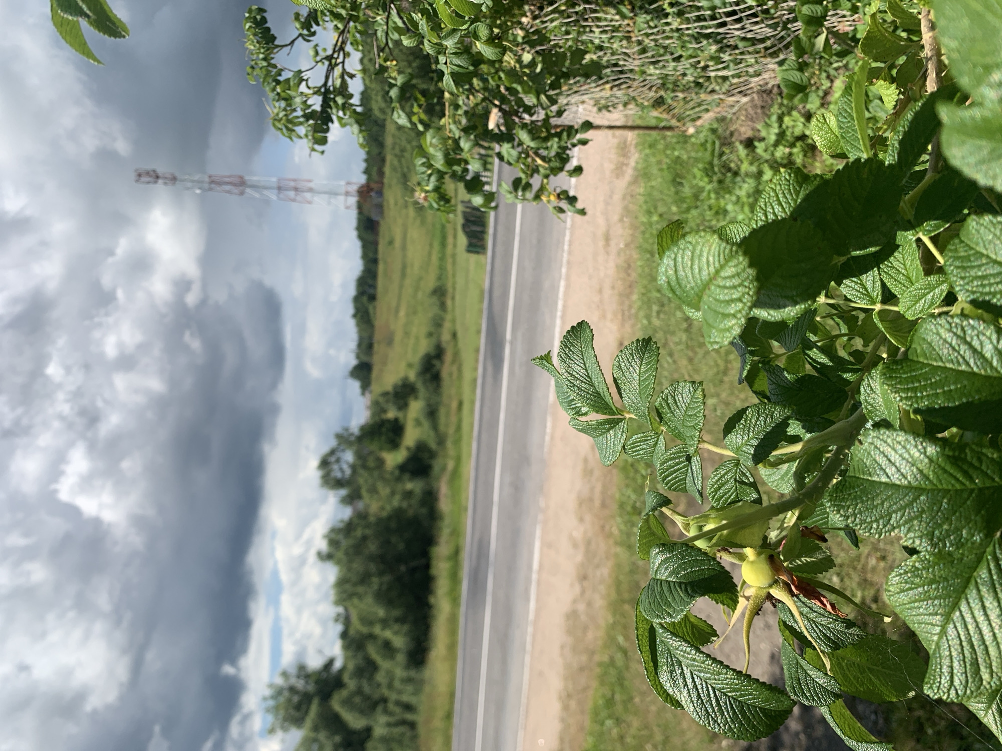 In the foreground of the image, a plant with large, serrated green leaves and a small, immature yellow fruit is in focus. Behind it, a two-lane asphalt road runs horizontally across the frame, bordered by a grassy shoulder and a dirt area. In the middle ground, a slightly rolling green hill is visible with a scattering of trees and bushes. Dominating the background is a tall, red and white lattice tower, likely a telecommunications tower, under a dramatic, cloudy sky with patches of blue peeking through. The scene appears to be a rural or semi-rural landscape, possibly on the outskirts of Відзаўскі сельскі Савет, Belarus.
