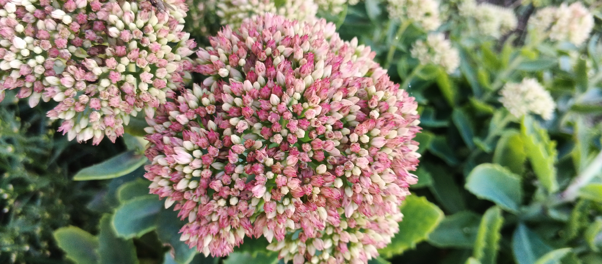 A close-up, high-angle shot captures a cluster of pink and white flowers in bloom, with other clusters of similar flowers and green foliage filling the background. The foreground shows a dense arrangement of small, star-shaped florets transitioning in color from pale pink to white, with some tips of the petals appearing a darker pink. A few tiny insects are visible within the flower clusters. The out-of-focus background features more of the flowering plant's leaves and stems, and other blooming flower heads that are lighter in color. The image is well-lit, with natural daylight highlighting the textures and colors of the flora. The specific location in Smila, Ukraine, is not discernible from the visual information provided.