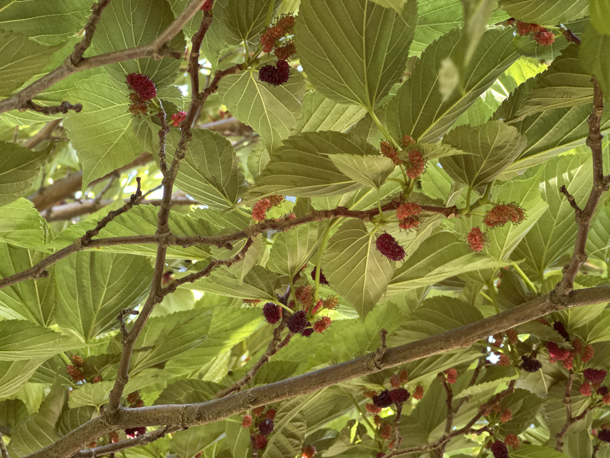 The image shows a close-up view of mulberry branches with clusters of ripe and unripe mulberries. The mulberries range in color from bright red to deep purple. The leaves are a vibrant green, with prominent veins. The branches are brown and woody, with some small buds visible. The scene is lit by natural light, creating a dappled effect through the leaves. The image was taken from below, looking up into the tree canopy. There are no people or any signs of urban or natural features, making it impossible to determine the location within Sirius, Russia, or any other specific geographical context.