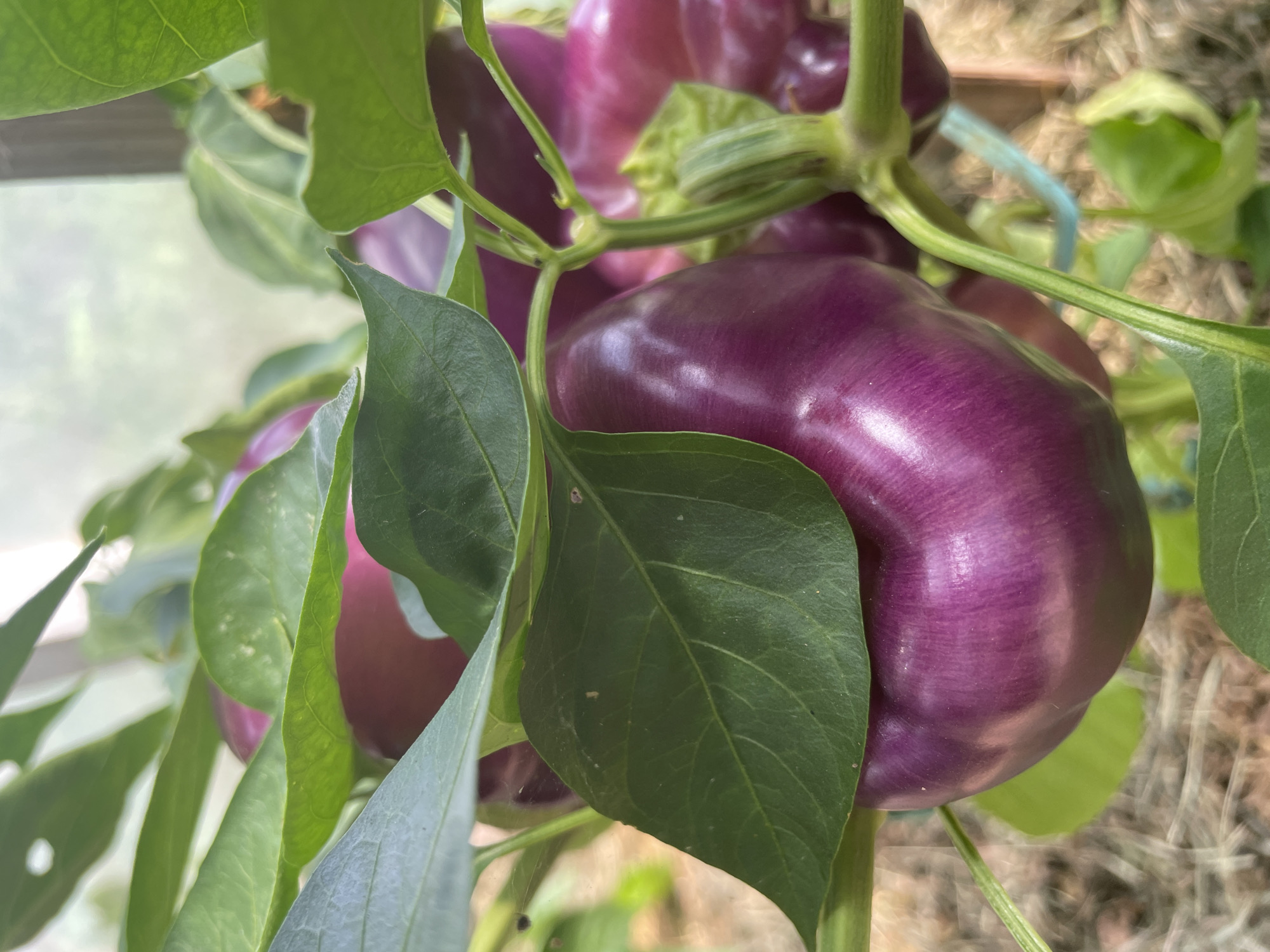 In Puhja, Estonia, a close-up, eye-level shot captures a vibrant purple bell pepper growing on a plant, partially obscured by lush green leaves. The pepper is plump and glossy, showcasing its deep purple hue. Its smooth skin reflects the ambient light, highlighting its rounded form. Several other purple peppers and green leaves are visible in the background, suggesting a healthy crop. The plant appears to be in a greenhouse or protected outdoor growing area, as indicated by the faint structure visible in the upper right corner and the dry, straw-like ground cover. The focus is sharp on the main pepper, with the background softly blurred, creating a shallow depth of field that emphasizes the fruit.