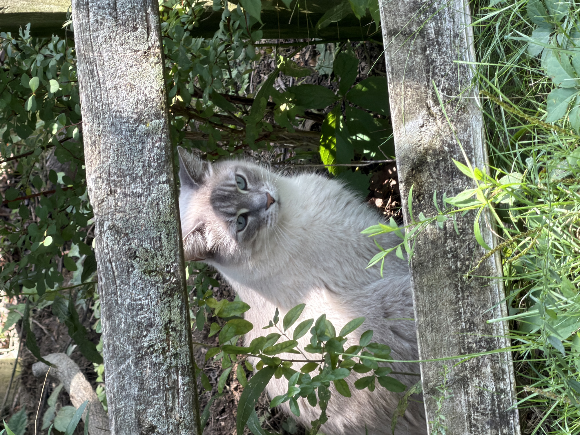 A light-colored cat with blue eyes and grey markings on its face and ears sits behind a weathered wooden fence in a garden. The cat is looking towards the left of the frame. Lush green foliage surrounds the cat and the fence. The ground appears to be covered in dirt and fallen leaves. The image is taken outdoors, likely during the daytime, with sunlight filtering through the leaves. This scene is not associated with the city of Pittsburgh, United States of America.