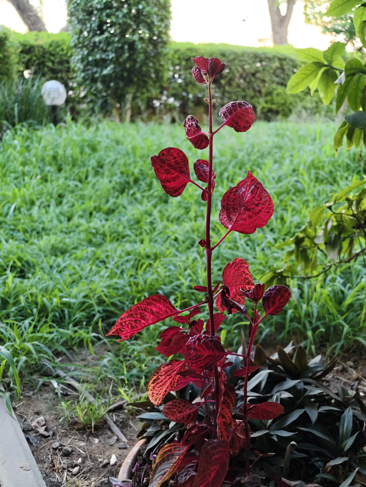 A close-up, eye-level shot focuses on the vibrant red leaves of a small plant in the foreground. The plant's thin, reddish stem branches upwards, adorned with heart-shaped leaves exhibiting intricate, darker red veining. The leaves appear slightly curled, with some edges tinged with orange. Behind the red plant, a dense patch of lush green grass creates a soft, blurred backdrop. Further in the background, a manicured green hedge forms a wall, with a blurred tree trunk visible behind it, and a white, spherical garden light can be seen to the left of the hedge. To the right of the red plant, a cluster of darker, grayish-green leaves from another plant is visible. The ground beneath the plants consists of dry soil with scattered debris. The lighting suggests it is daytime, possibly late afternoon, with sunlight filtering through from the right, casting subtle shadows and highlighting the textures of the leaves. This scene appears to be in a garden or park area, likely in the city of Petah Tikva, Israel, given the mention of the location. No people or animals are present in the frame.