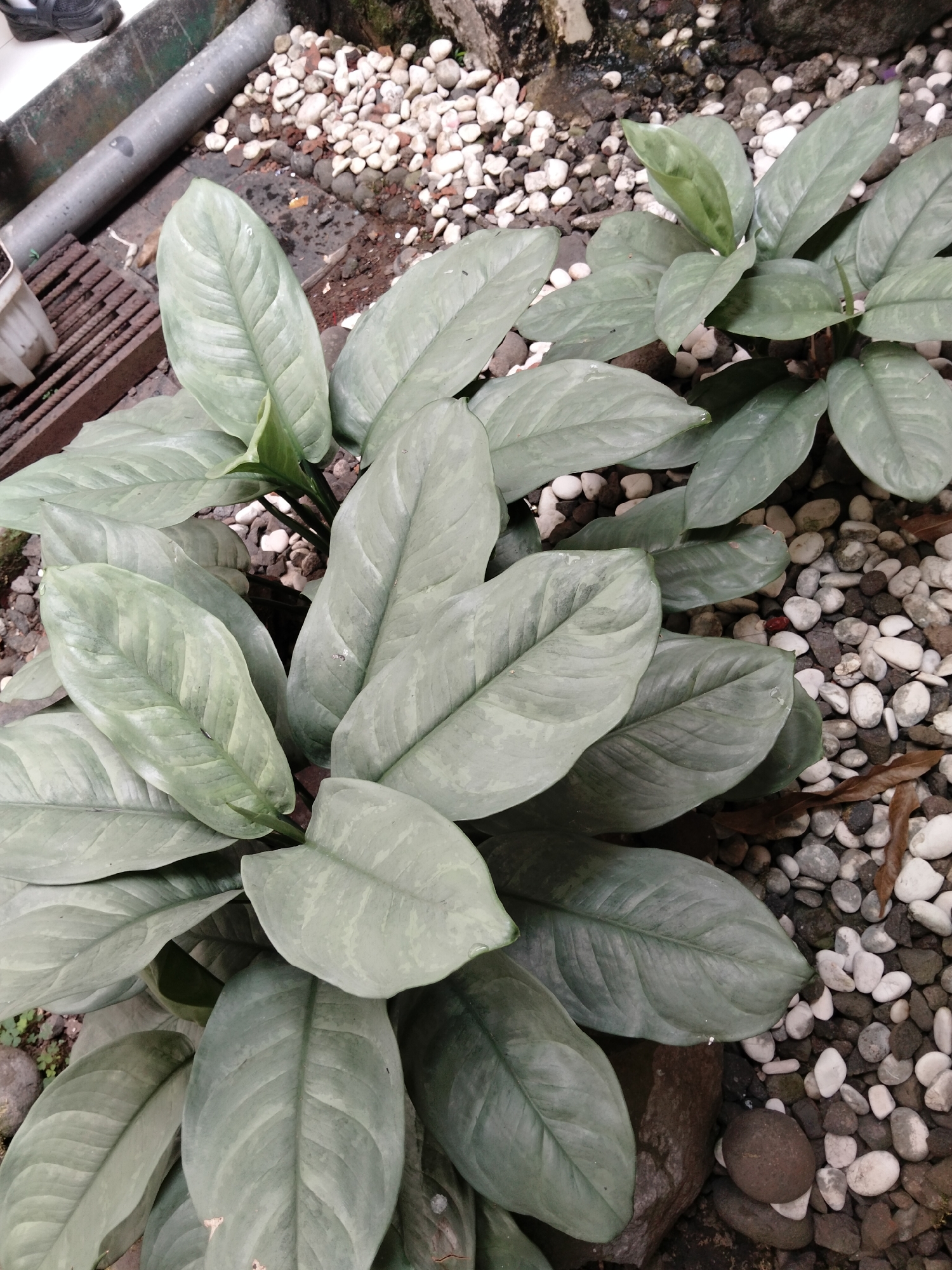 The image shows a close-up, overhead view of a cluster of Aglaonema 'Silver Bay' plants. The plants have large, elongated, silvery-green leaves with prominent dark green veins. The foliage is dense and forms a lush canopy. The plants are situated in a garden bed covered with a mix of small, smooth white, grey, and dark brown pebbles, with a few larger dark rocks interspersed. In the background, a grey metal pipe runs horizontally across the frame, and to the left, a rusted metal grate and a white plastic pot are partially visible. The scene appears to be an outdoor environment, likely in a residential garden or public space in Banjar, Indonesia, given the presence of tropical foliage and decorative stone landscaping. No people or animals are present in the image. The lighting is diffused, suggesting an overcast day or shaded area.