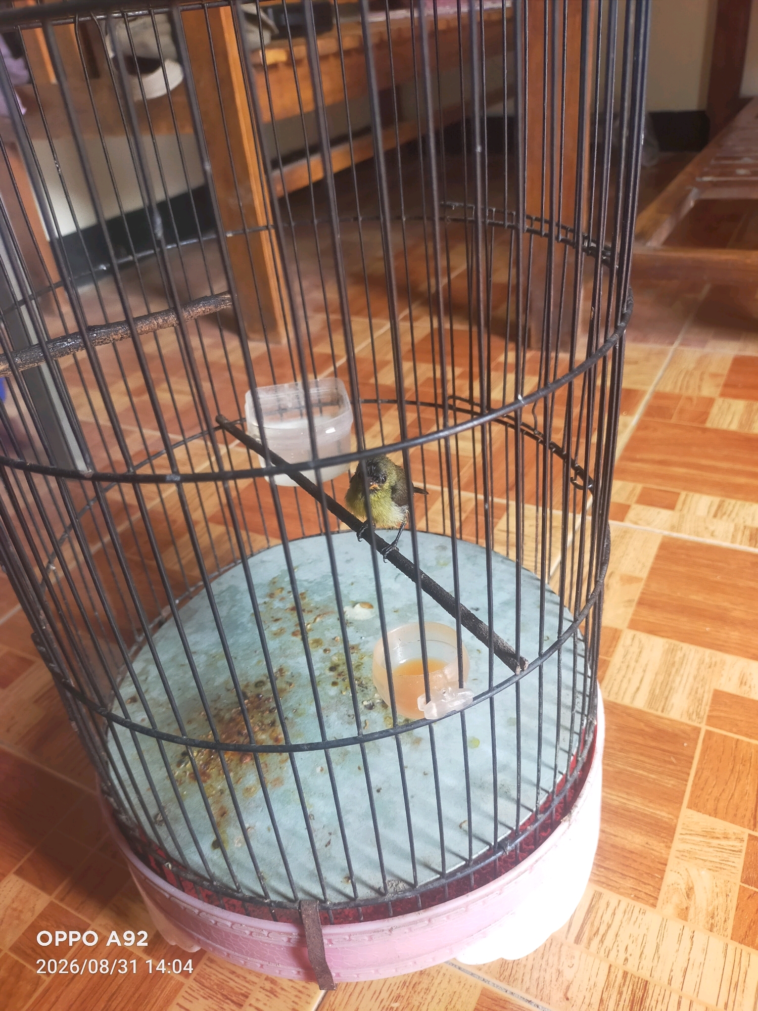 An adult female sunbird, possibly of the species *Cinnyris jugularis*, is perched on a thin wooden dowel inside a black metal bird cage. The bird is small, with predominantly olive-green plumage on its back and wings, and a yellowish-green underside. Its head is darker, with a visible eye and a slender, downcurved beak. The bird is facing slightly to its left. The cage has a light blue-colored base covered with what appears to be paper, stained with droppings and possibly food remnants. Two small containers are visible within the cage: a clear plastic cup holding a yellowish liquid, likely water or a nectar supplement, and a small white container that might be a food dish. The cage itself rests on a pink base. The background shows a tiled floor with a brown and beige checkerboard pattern, and wooden furniture, suggesting an indoor domestic setting. The lighting is moderate. The timestamp on the image indicates it was taken on August 31, 2026, at 2:04 PM.