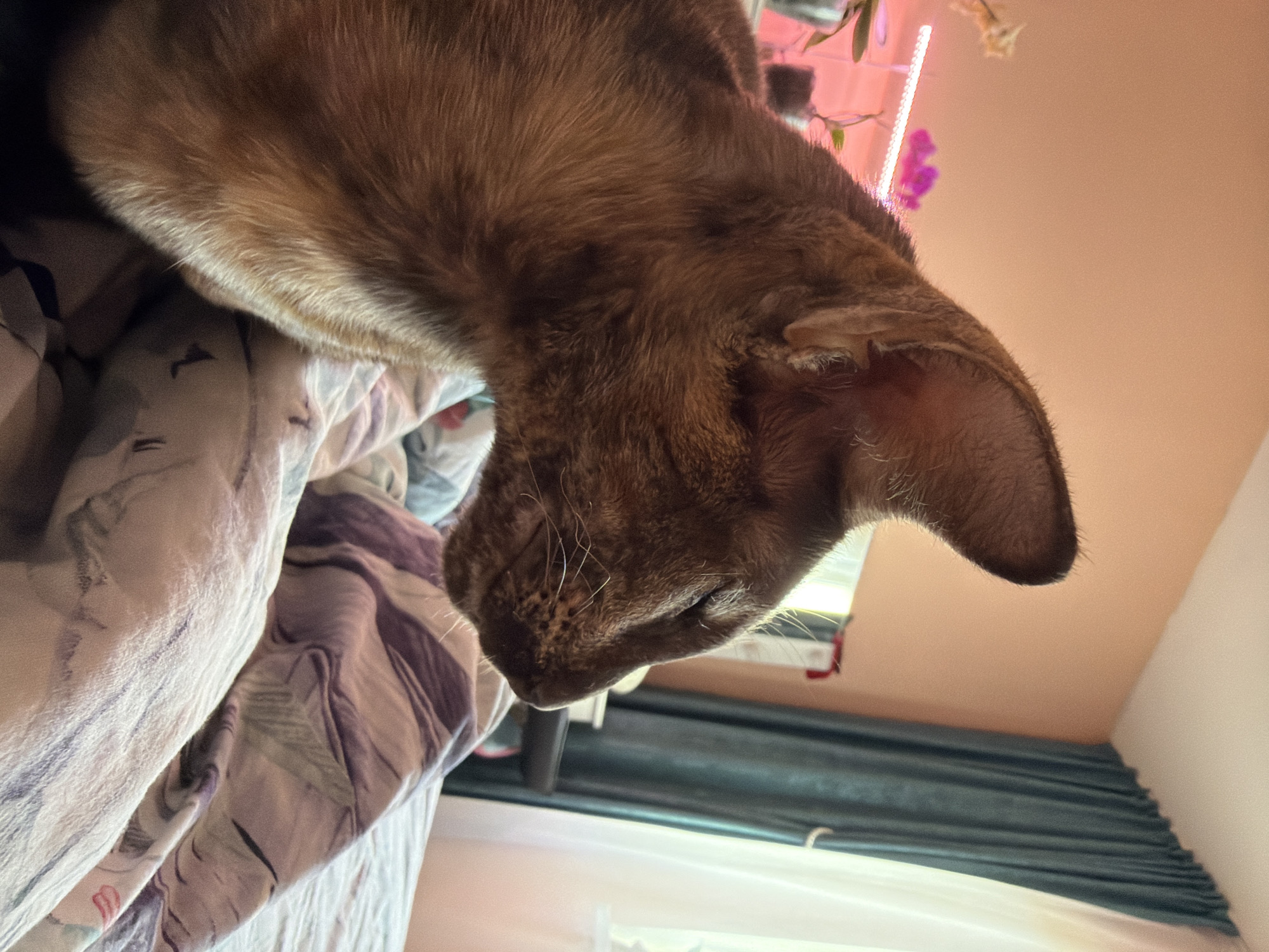 A close-up, profile view of an Oriental Shorthair cat with fawn-colored fur is captured resting on a bed. The cat's eyes are closed, and its head is tilted slightly upwards. The background features a peach-colored wall, a teal curtain, and a window with sheer white curtains. In the far left background, a grow light illuminates some plants. The bed is covered with a patterned duvet in shades of purple and white. The image appears to be taken indoors in a residential setting, likely in Chaikovsky, Russia.