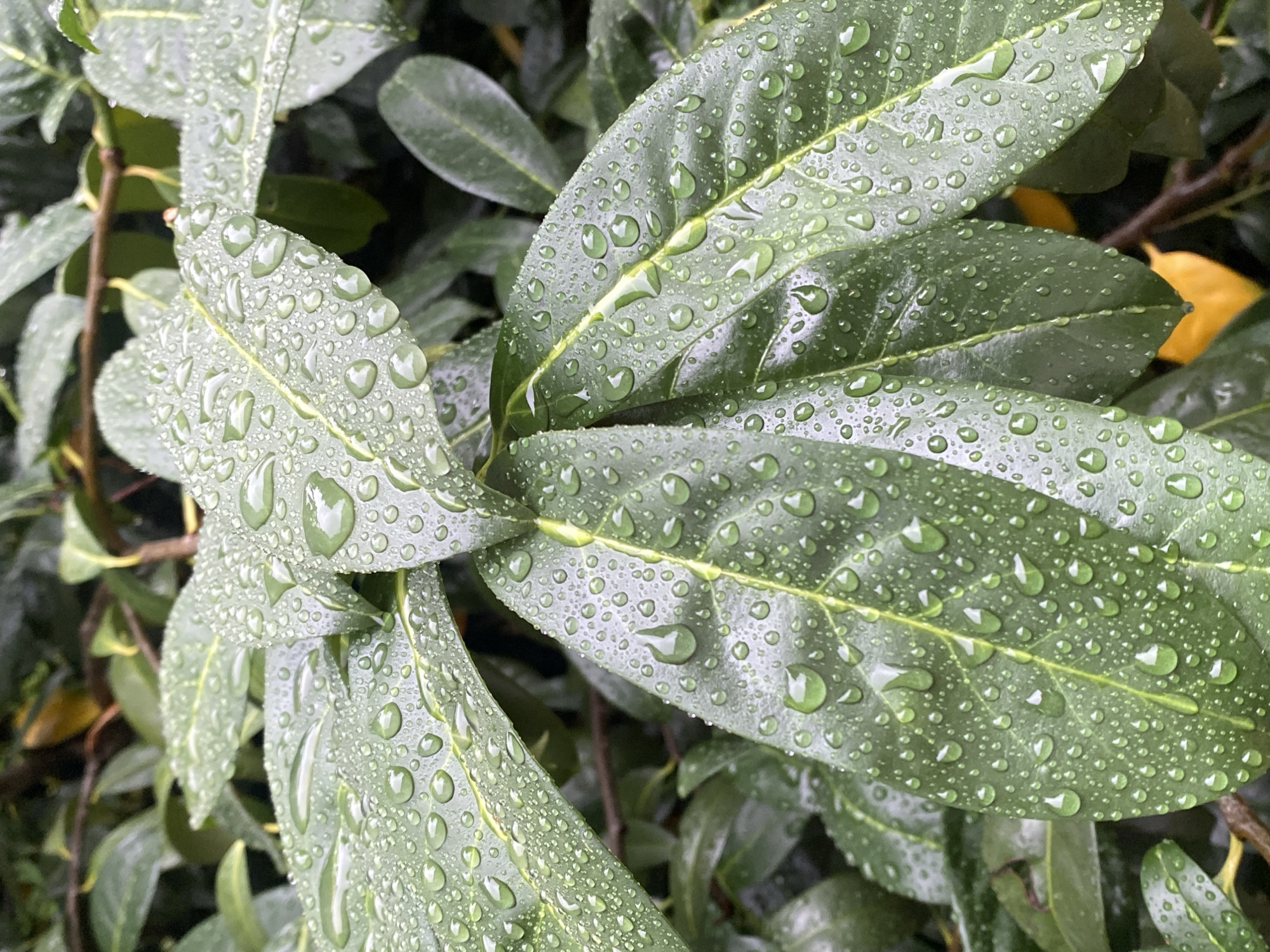 The image depicts a close-up, eye-level view of glossy, dark green leaves covered in numerous water droplets. The leaves are arranged in clusters, with some overlapping. The droplets vary in size, from tiny beads to larger, more spherical drops that refract light. The texture of the leaves appears smooth and waxy, suggesting they may be from a plant such as laurel or rhododendron. The background is a blur of darker green foliage and hints of brown branches, with a small patch of bright yellow visible in the lower right quadrant, possibly a fallen leaf. The lighting is diffused, creating soft reflections on the water droplets.
This photograph was taken in the city of Bad Sachsa, Germany, specifically in the garden of a private residence located at Bergfriedstraße 27. The image captures a detail of the garden's vegetation after rainfall. No people or animals are visible in the scene. The environment is natural and undisturbed, focusing solely on the detail of the water-laden leaves.