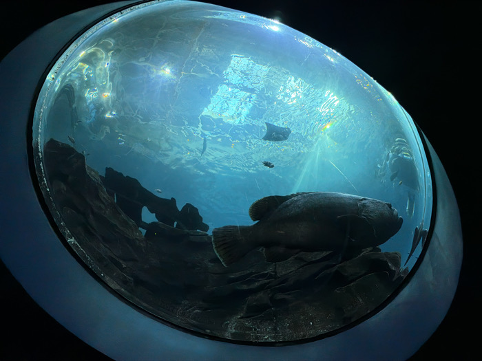 The image portrays an underwater viewing tunnel, possibly in an aquarium, with a large fish dominating the foreground. Above, smaller fish and a stingray swim under the sunlight-speckled water surface. Rocks and formations fill the lower portion of the scene, adding depth. The spherical structure of the tunnel frames the aquatic world, with a dark backdrop emphasizing the underwater environment.