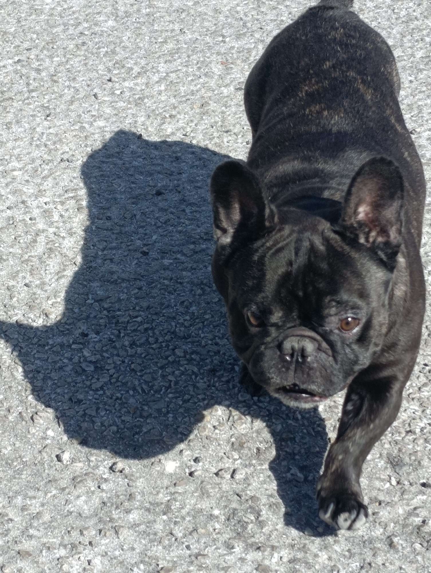 A brindle French Bulldog is shown from a high angle, standing on a textured gray surface that appears to be asphalt or concrete. The dog is mostly black with brindle markings, and its ears are prominent and erect. The dog's head is turned towards the camera, and its mouth is slightly open, revealing some teeth. A dark shadow, cast by the dog, stretches to its left, obscuring a portion of the ground. The lighting suggests it is daytime, with the sun casting a strong shadow. There are no visible people or other animals. The environment appears to be an outdoor urban setting, potentially a street or a paved area in Setúbal, Portugal.