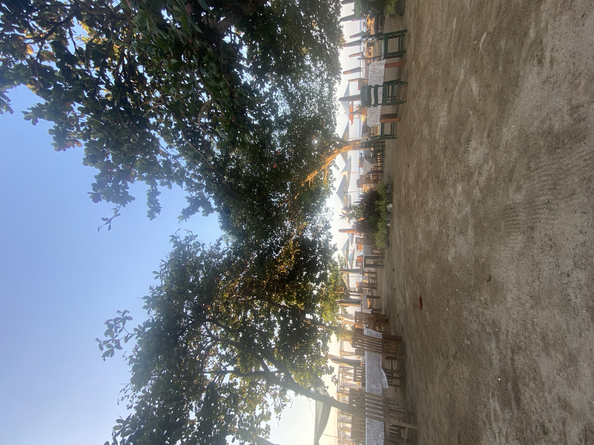 This is a photograph of an outdoor dining area situated on a sandy beach, likely in the city of Denpasar, Indonesia, given the context of the surrounding environment. The scene is set under the dappled shade of large trees with lush green foliage. In the foreground and mid-ground, numerous tables are set with white tablecloths and surrounded by wooden chairs. Some chairs are natural wood, while others are painted green. Further back, the beach extends towards the ocean, where a line of umbrellas and lounge chairs are visible. The sky is a clear, pale blue, indicating it is likely early morning or late afternoon. There are no people or animals visible in the frame. The ground is predominantly sand with some scattered debris, possibly leaves or small stones. The overall impression is one of a tranquil, beachfront restaurant or cafe setting preparing for or winding down from service.