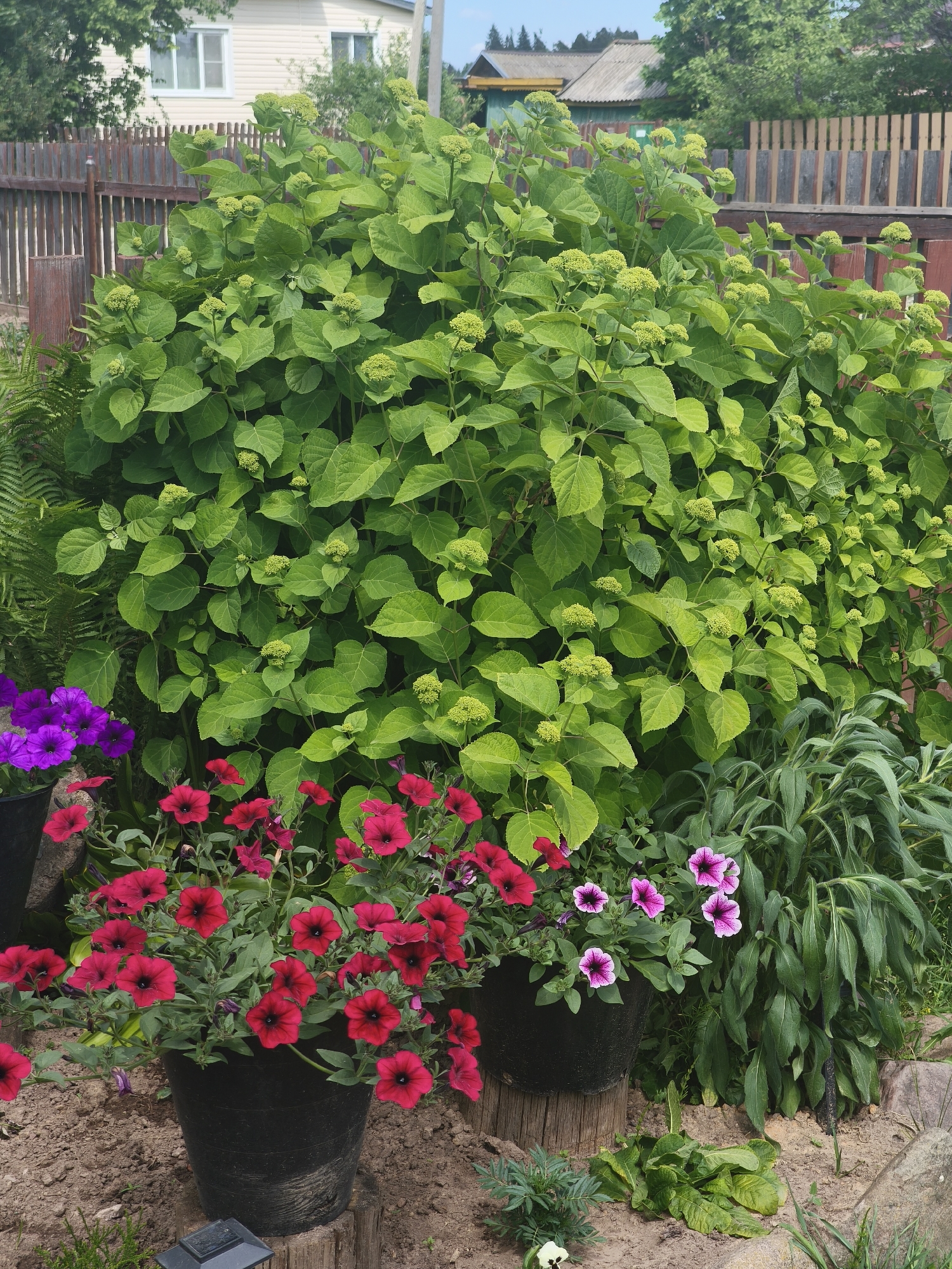 This media file captures a vibrant garden scene bathed in bright daylight under a clear sky, suggesting a warm, sunny day. The foreground is dominated by a lush, green hydrangea bush with numerous developing flower heads, hinting at an early summer bloom. Surrounding the hydrangea are several potted plants featuring striking red petunias and purple petunias. The red petunias are in full bloom, cascading over the edges of their black pots, while the purple petunias add a contrasting splash of color.
Behind the floral display, a rustic wooden fence forms the backdrop. Beyond the fence, glimpses of houses with beige and gray siding are visible, along with trees and vegetation, indicating a residential area, likely a dacha or a house with a garden. The ground is covered in a mixture of soil and small stones, with a few larger rocks scattered around, adding to the natural aesthetic of the garden. The overall impression is one of a well-tended, lively outdoor space, likely in a rural or suburban setting. The image conveys a sense of peacefulness and the beauty of nature in full growth. No people are visible in the scene, and there is no discernible text within the image. The time of day appears to be late morning or early afternoon due to the bright sunlight and shadows. The location context provided is Kady, Russia.