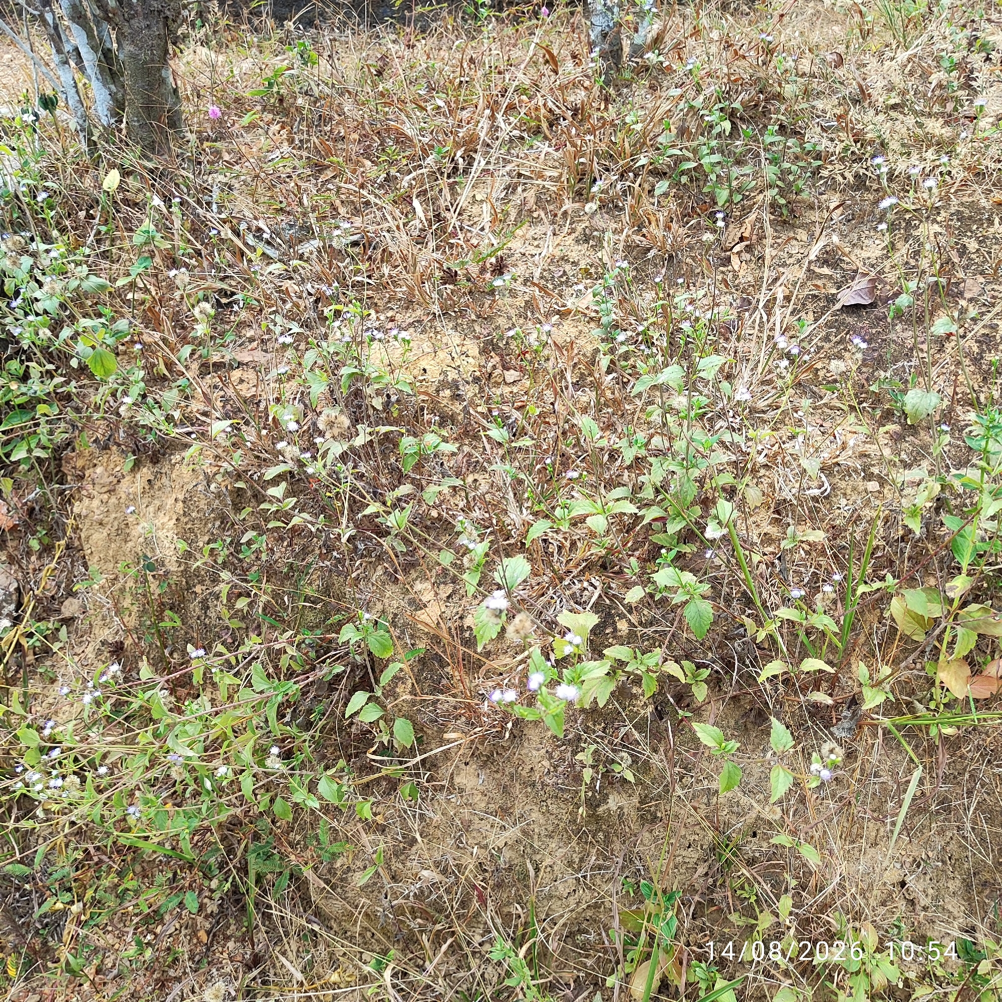 The image depicts a dry, grassy hillside in an outdoor environment, likely in a rural or natural setting in Unknown, Indonesia. The terrain is uneven with exposed soil and patches of dry, brown vegetation, interspersed with greener, live plants. Numerous small, pale blue and white flowers are visible, growing on thin stems among the grass. In the background, a tree trunk with light-colored bark and branches is partially visible, along with more dry foliage. The overall impression is one of a landscape that has experienced a dry period, with hardy plants and flowers persisting. The time stamp "14/08/2026 10:54" is superimposed on the lower right corner of the image. There are no people or animals present.