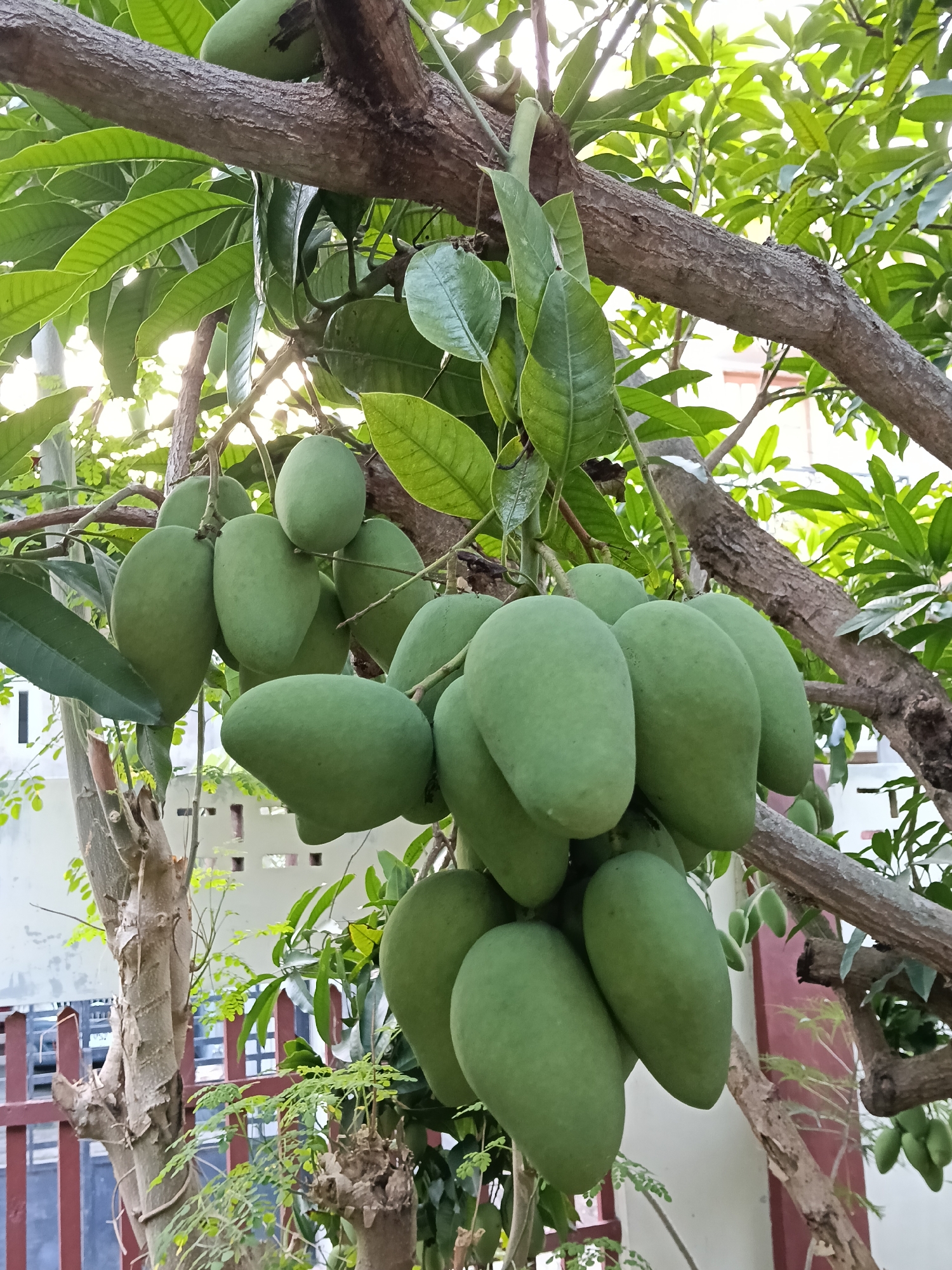 The image depicts a close-up view of a mango tree branch heavily laden with unripe green mangoes. The leaves of the mango tree are visible, and the branch is thick and textured. In the background, a partially visible building and a red fence suggest an urban setting, potentially in a residential area. The location is specified as Lhokseumawe, Indonesia, implying a tropical environment conducive to mango cultivation. There are no people visible in the image. The focus is on the natural elements of the tree and its fruit, contrasting with the urban backdrop.